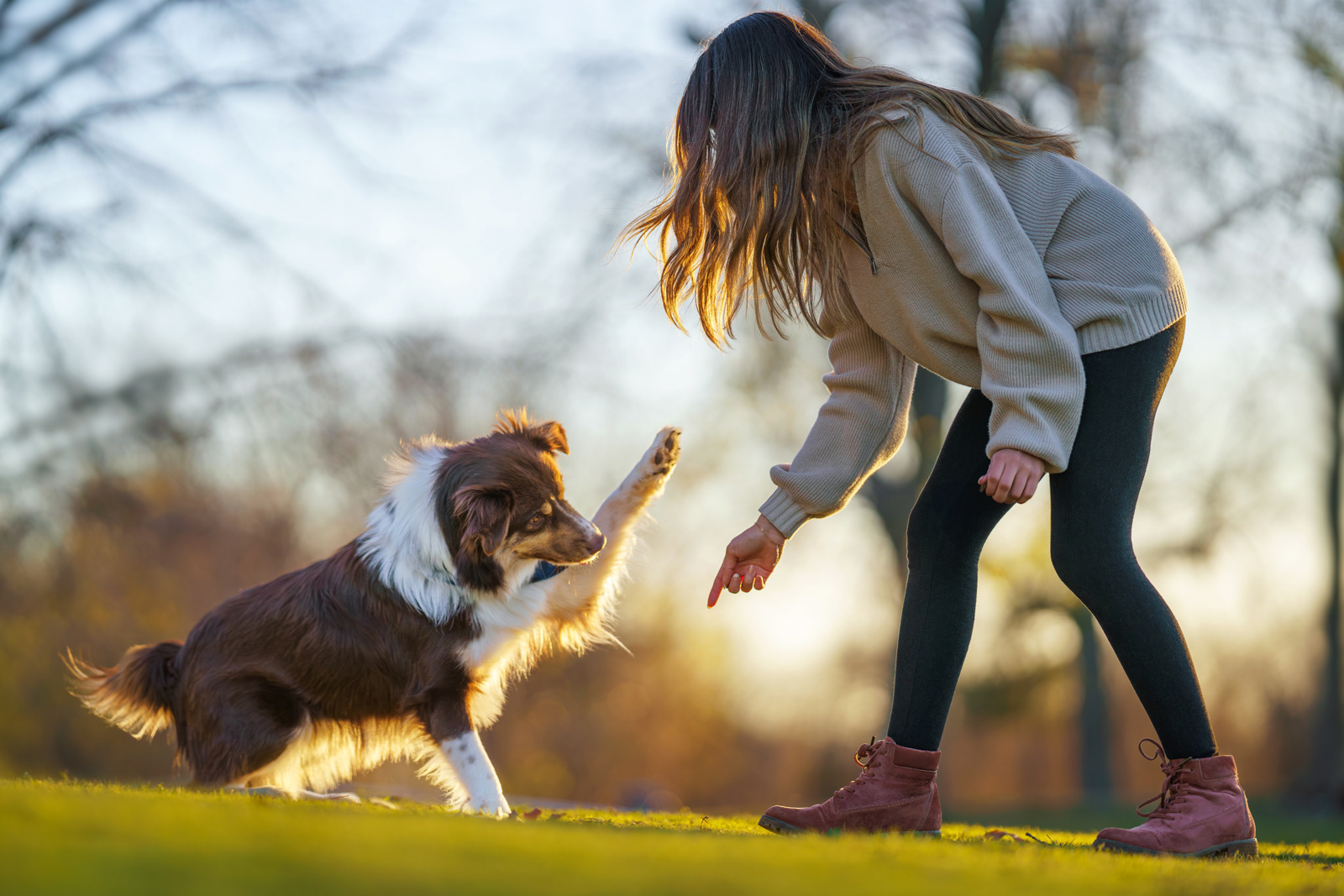 Dog, pet, photography, Dallas, North Dallas, Frisco, Plano, Allen, Richardson, Mckinney