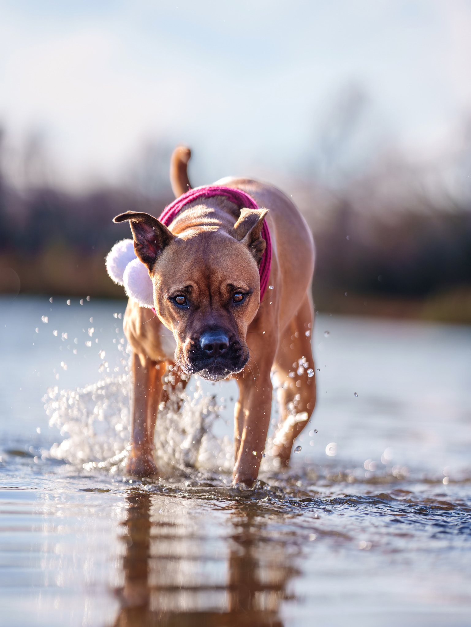 Dog, pet, photography, Dallas, North Dallas, Frisco, Plano, Allen, Richardson, Mckinney