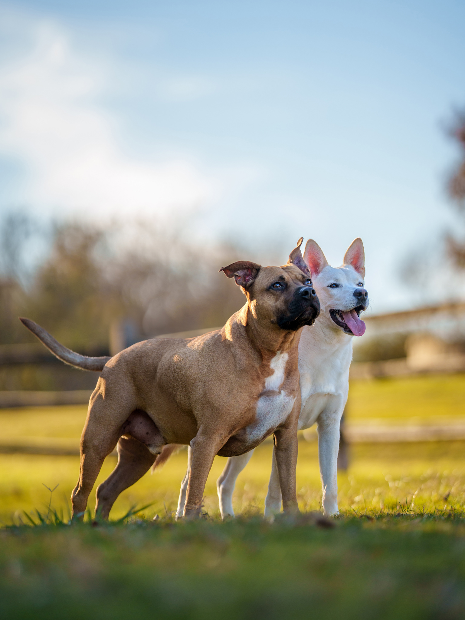 Dog, pet, photography, Dallas, North Dallas, Frisco, Plano, Allen, Richardson, Mckinney