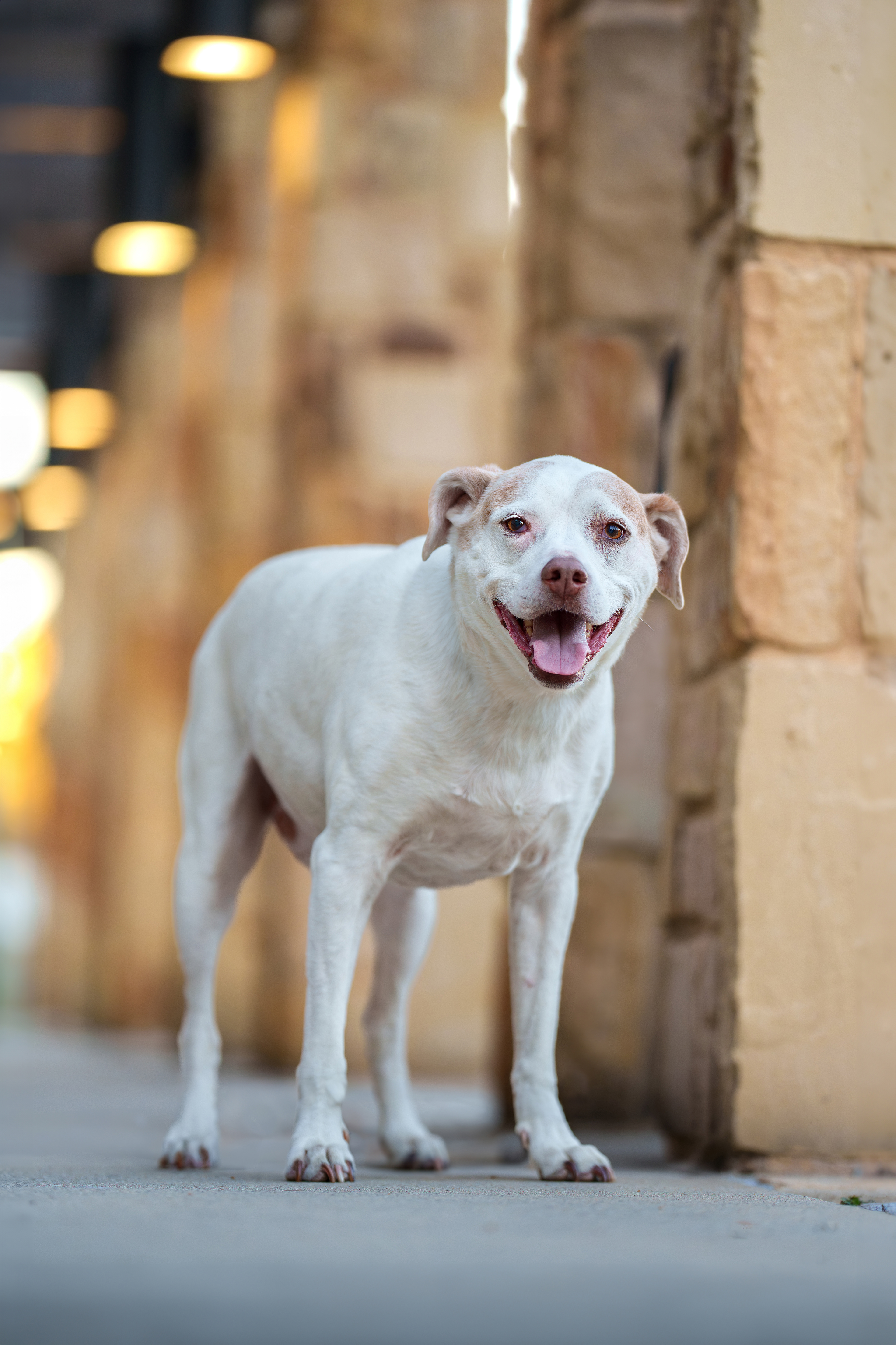 Dog, pet, photography, Dallas, North Dallas, Frisco, Plano, Allen, Richardson, Mckinney