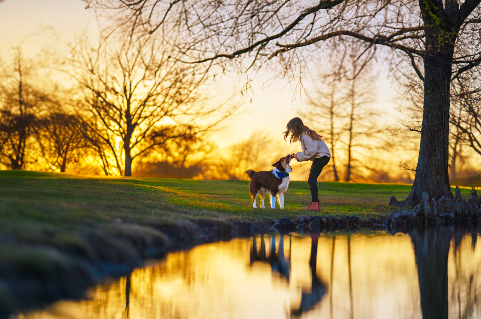 Dog, pet, photography, Dallas, North Dallas, Frisco, Plano, Allen, Richardson, Mckinney