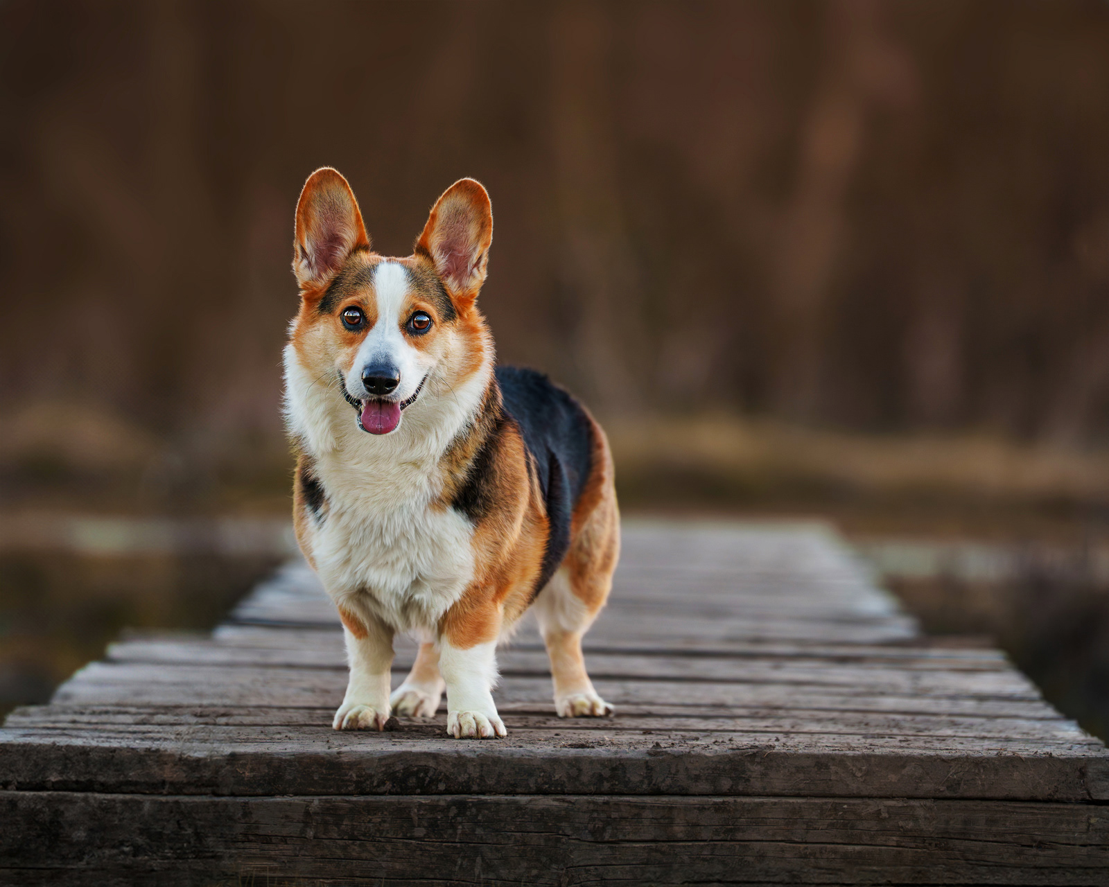 Dog, pet, photography, Dallas, North Dallas, Frisco, Plano, Allen, Richardson, Mckinney