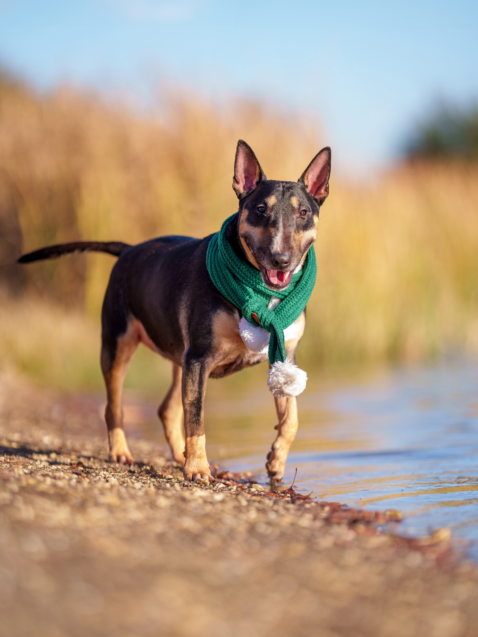 Dog, pet, photography, Dallas, North Dallas, Frisco, Plano, Allen, Richardson, Mckinney