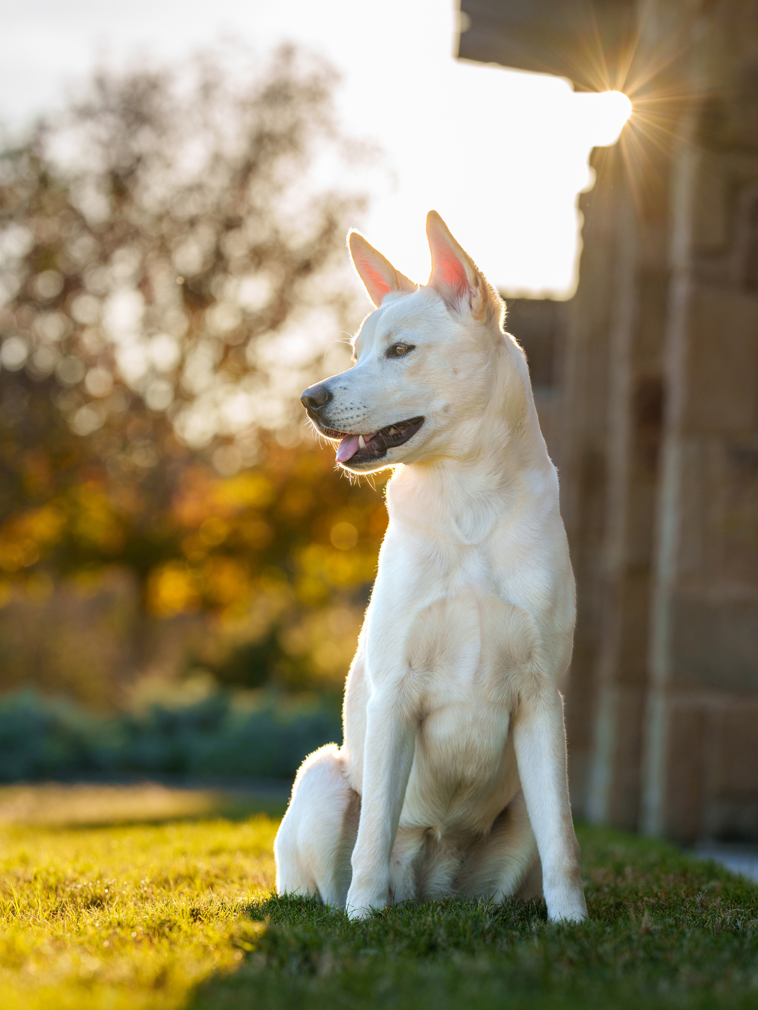 Dog, pet, photography, Dallas, North Dallas, Frisco, Plano, Allen, Richardson, Mckinney