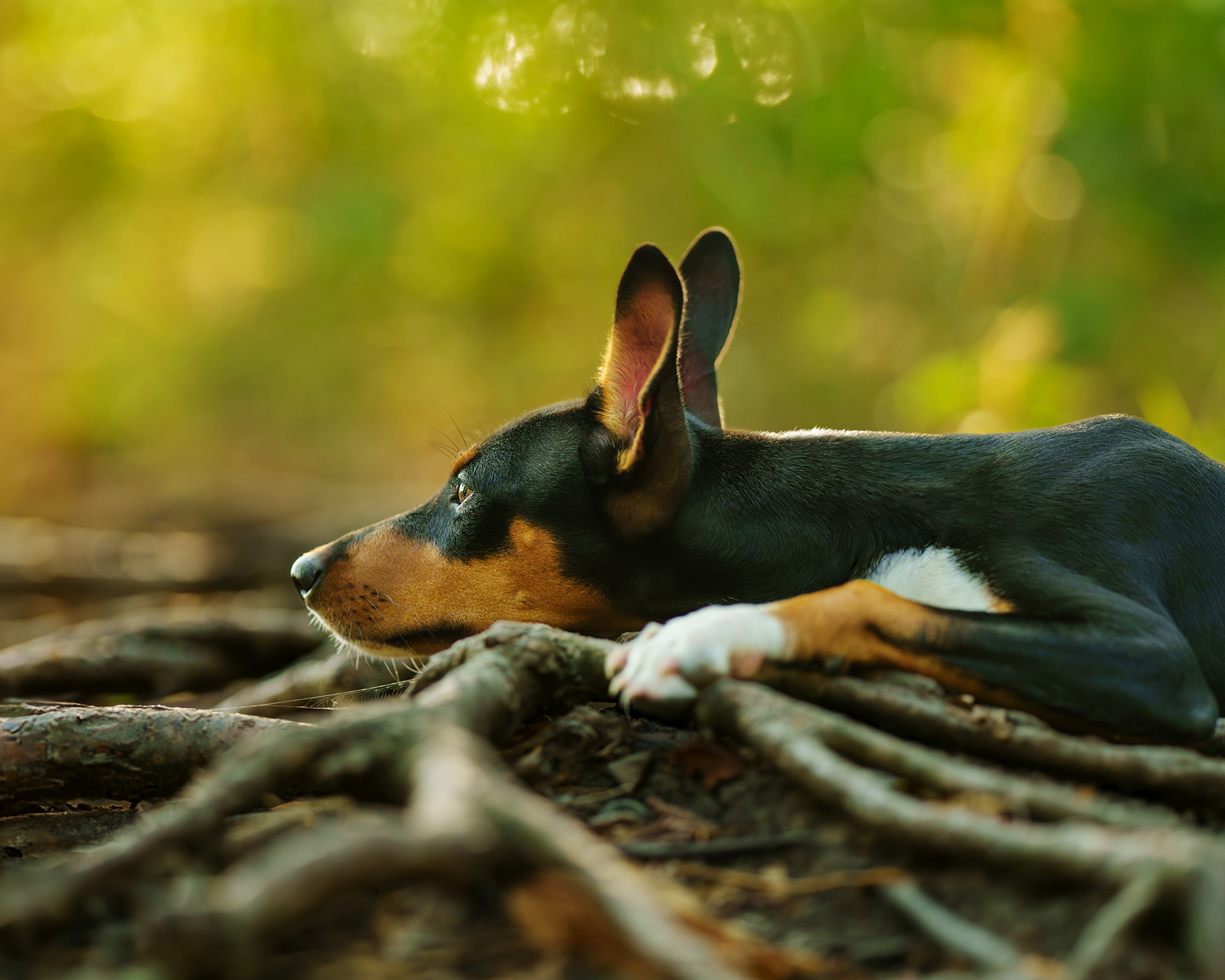 Dog, pet, photography, Dallas, North Dallas, Frisco, Plano, Allen, Richardson, Mckinney