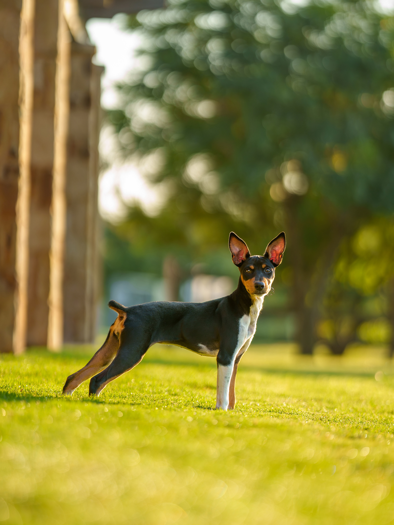 Dog, pet, photography, Dallas, North Dallas, Frisco, Plano, Allen, Richardson, Mckinney