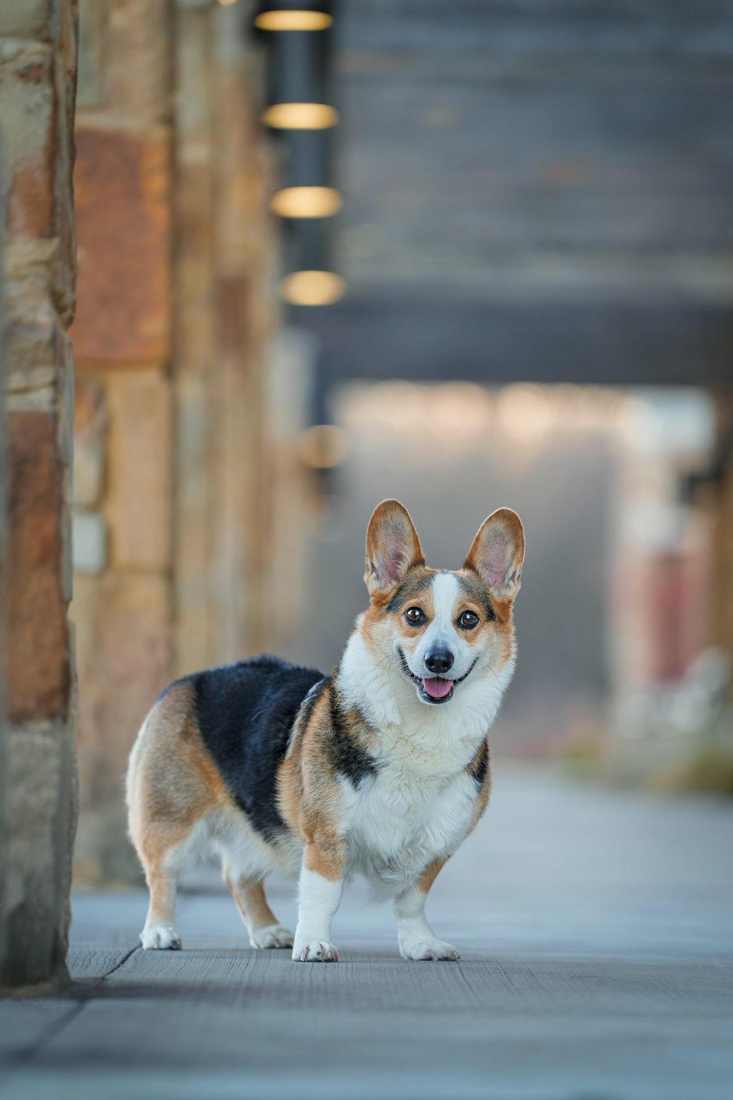 Dog, pet, photography, Dallas, North Dallas, Frisco, Plano, Allen, Richardson, Mckinney