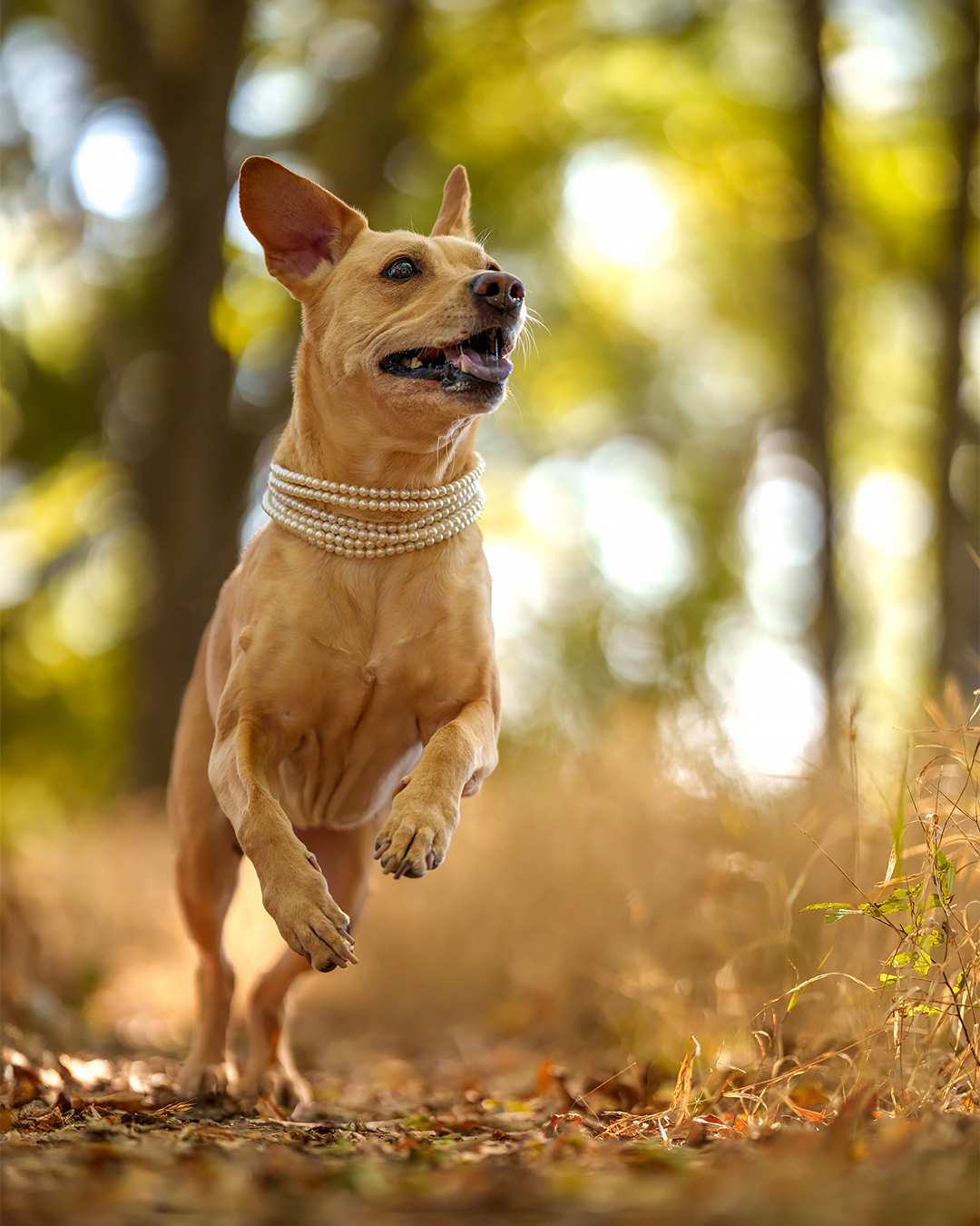 Dog, pet, photography, Dallas, North Dallas, Frisco, Plano, Allen, Richardson, Mckinney