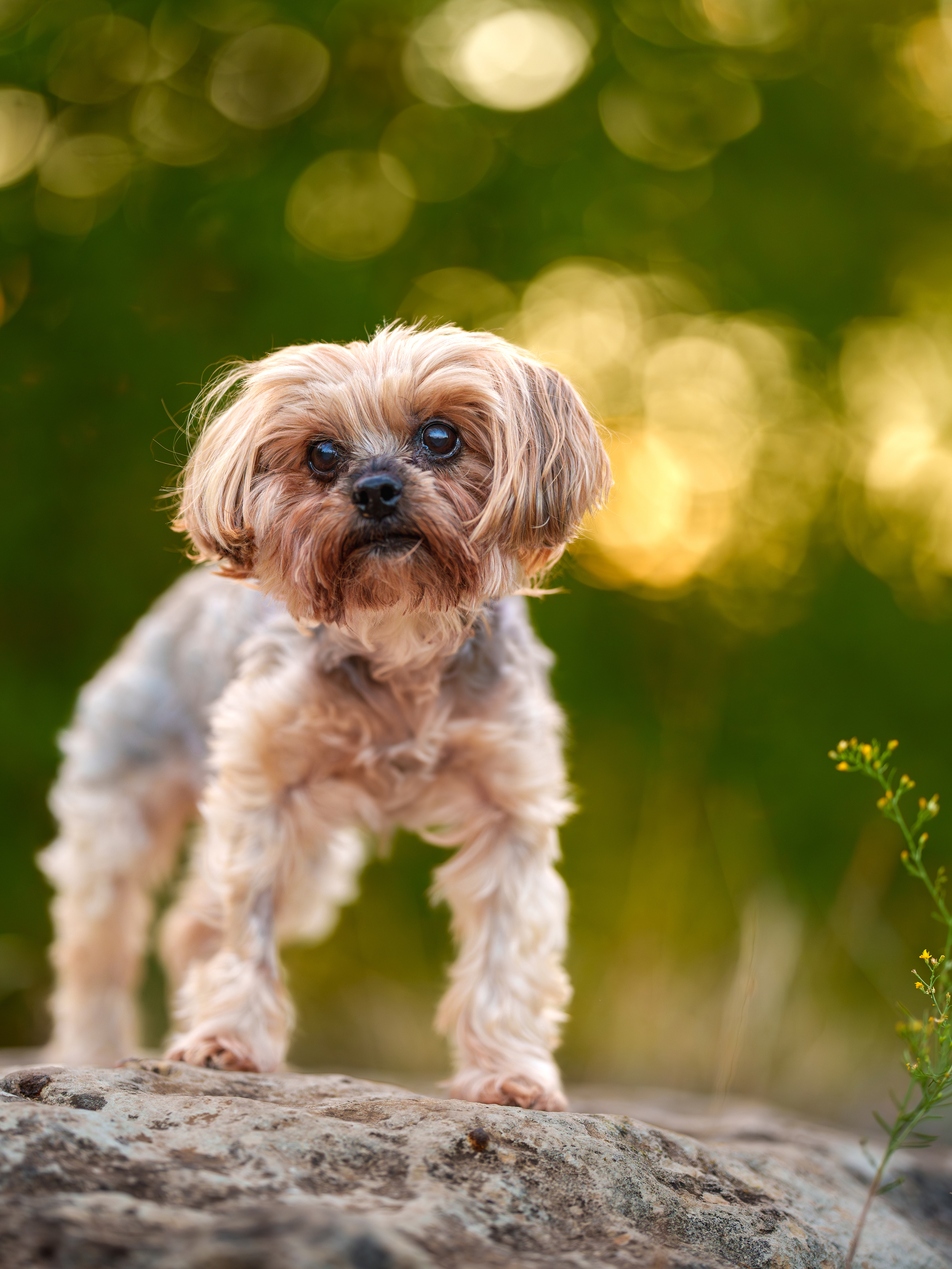 Dog, pet, photography, Dallas, North Dallas, Frisco, Plano, Allen, Richardson, Mckinney