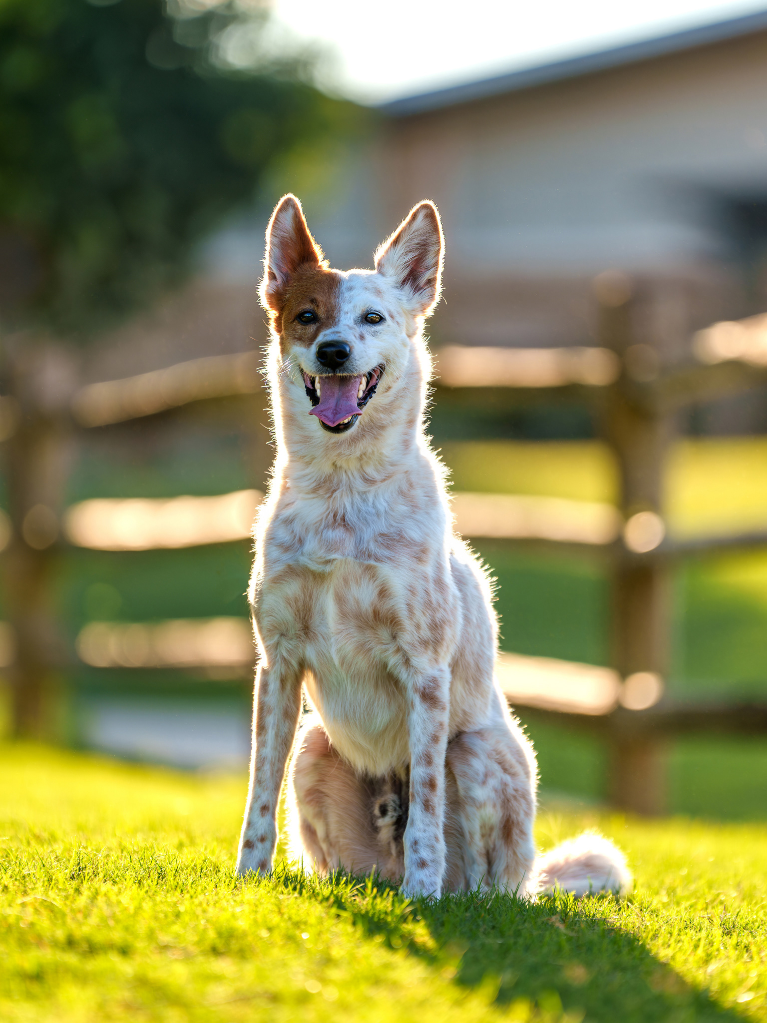 Dog, pet, photography, Dallas, North Dallas, Frisco, Plano, Allen, Richardson, Mckinney