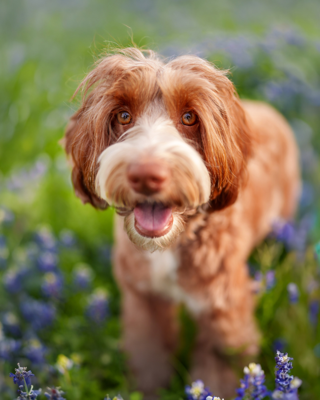 Dog, pet, photography, Dallas, North Dallas, Frisco, Plano, Allen, Richardson, Mckinney