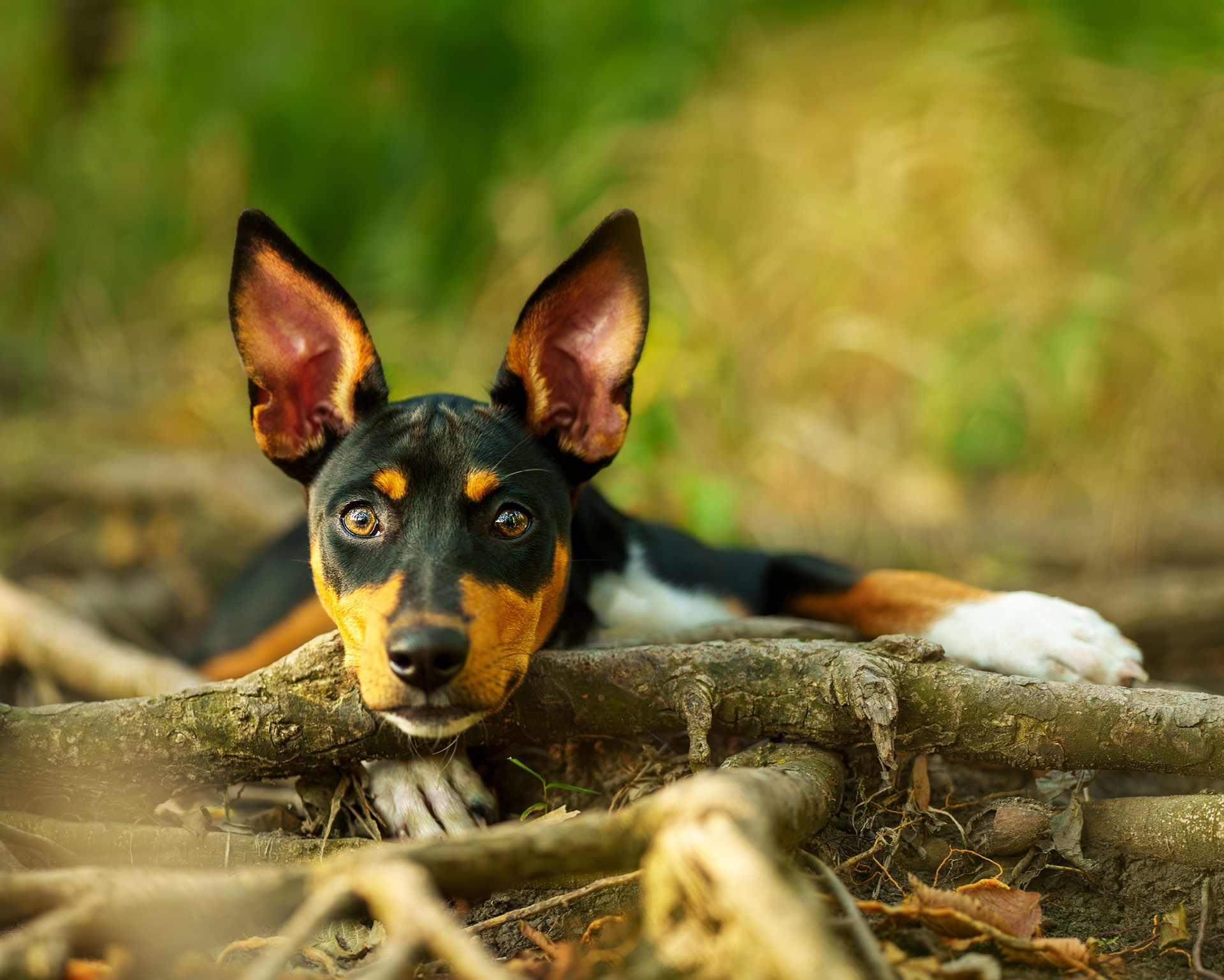 Dog, pet, photography, Dallas, North Dallas, Frisco, Plano, Allen, Richardson, Mckinney