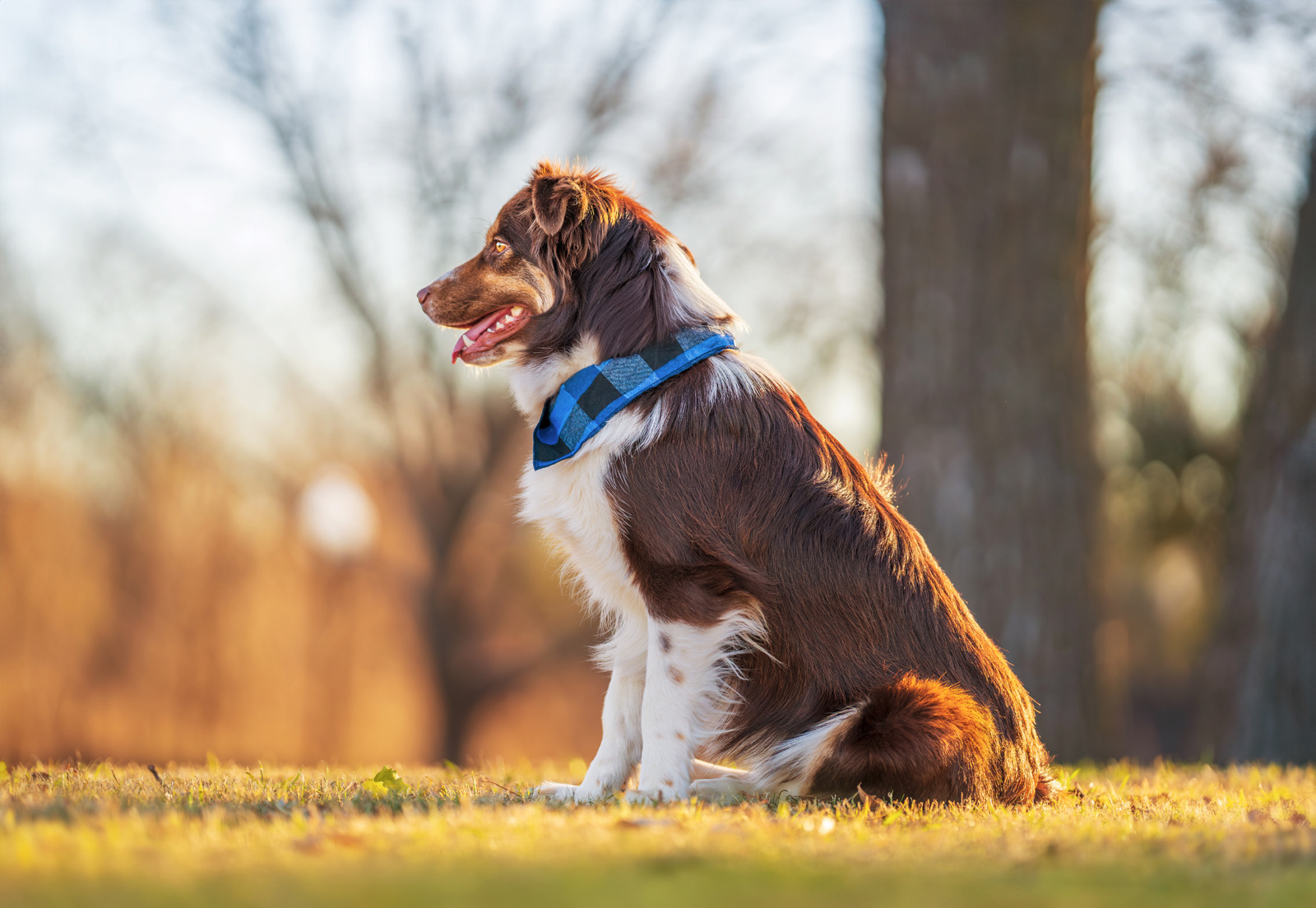 Dog, pet, photography, Dallas, North Dallas, Frisco, Plano, Allen, Richardson, Mckinney