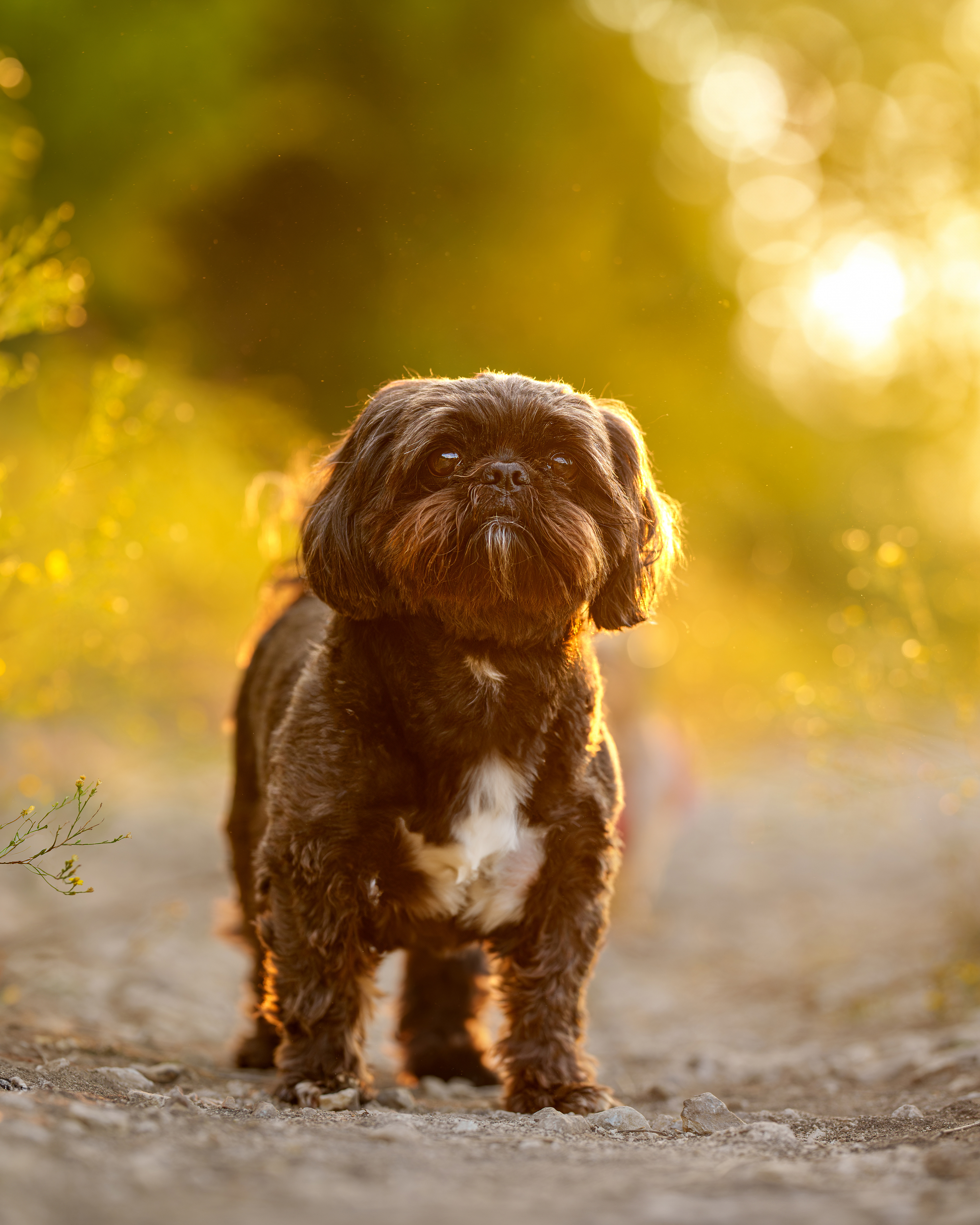 Dog, pet, photography, Dallas, North Dallas, Frisco, Plano, Allen, Richardson, Mckinney