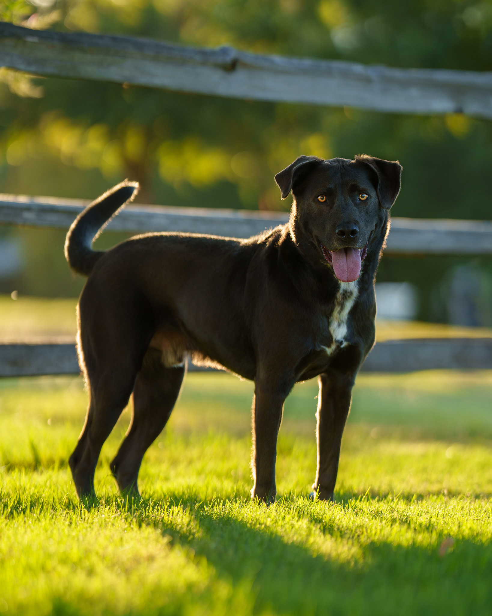 Dog, pet, photography, Dallas, North Dallas, Frisco, Plano, Allen, Richardson, Mckinney