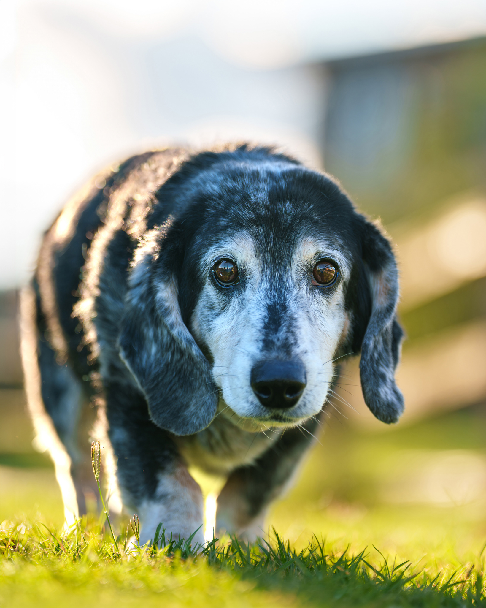 Dog, pet, photography, Dallas, North Dallas, Frisco, Plano, Allen, Richardson, Mckinney