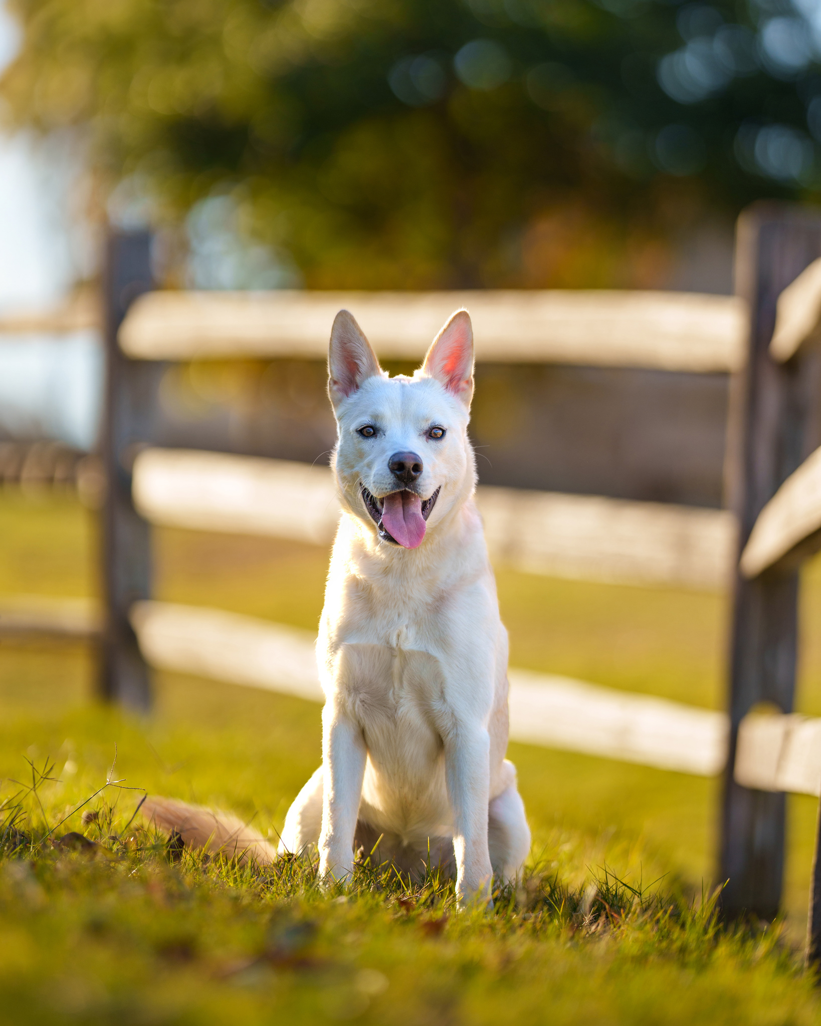 Dog, pet, photography, Dallas, North Dallas, Frisco, Plano, Allen, Richardson, Mckinney