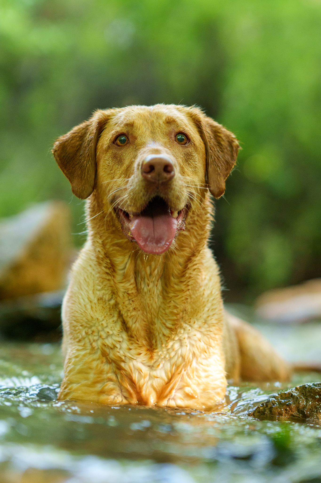 Dog, pet, photography, Dallas, North Dallas, Frisco, Plano, Allen, Richardson, Mckinney