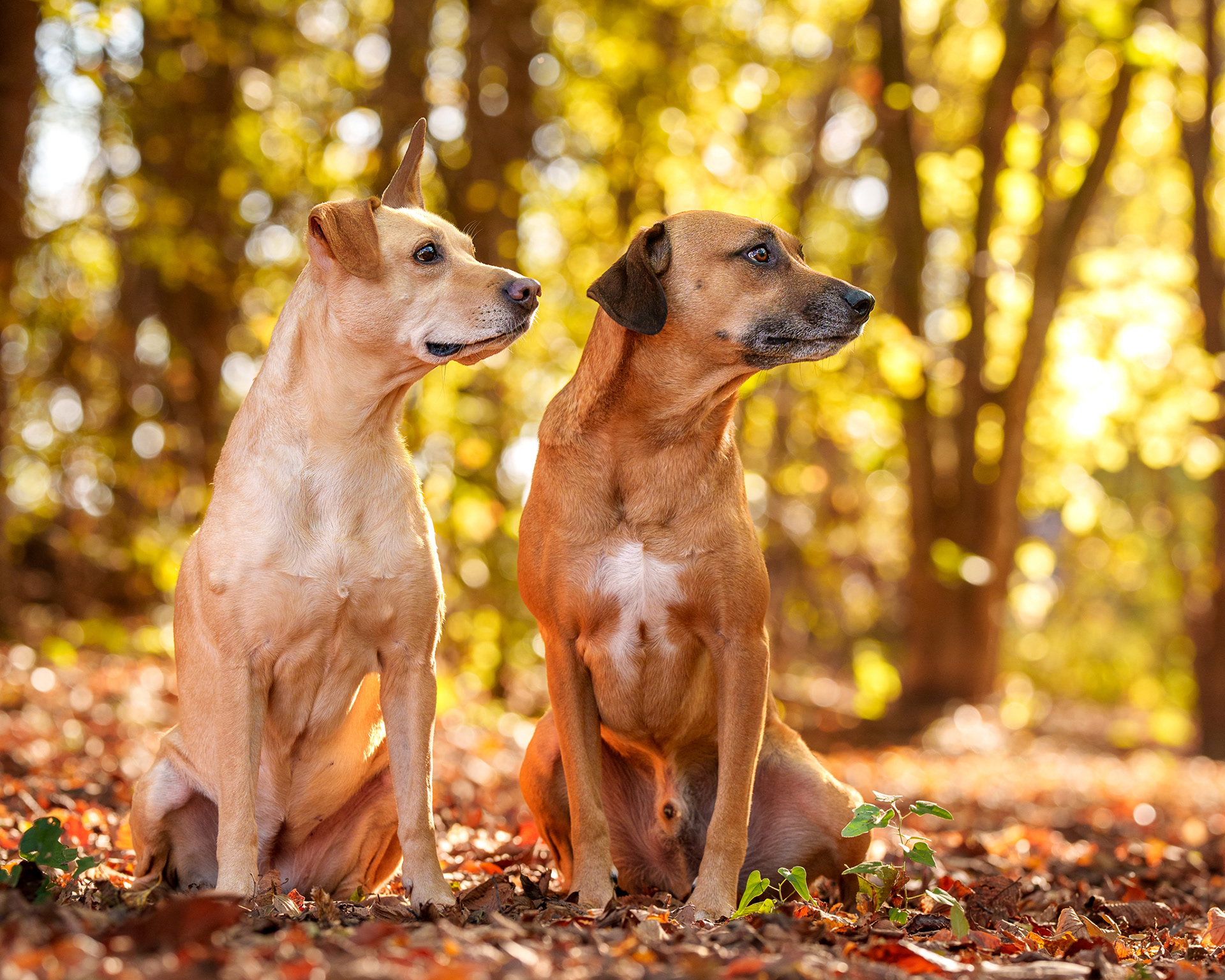 Dog, pet, photography, Dallas, North Dallas, Frisco, Plano, Allen, Richardson, Mckinney