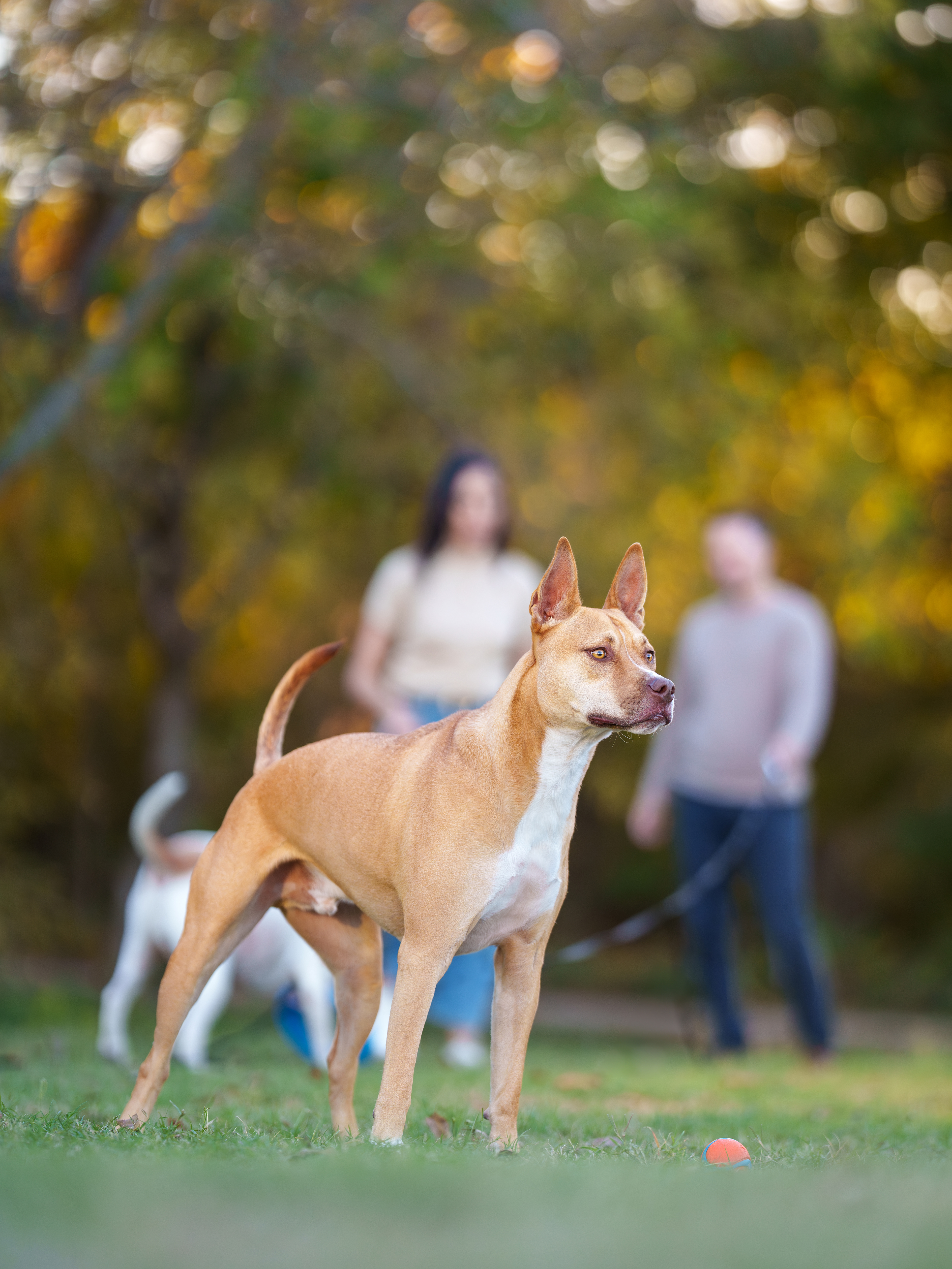 Dog, pet, photography, Dallas, North Dallas, Frisco, Plano, Allen, Richardson, Mckinney