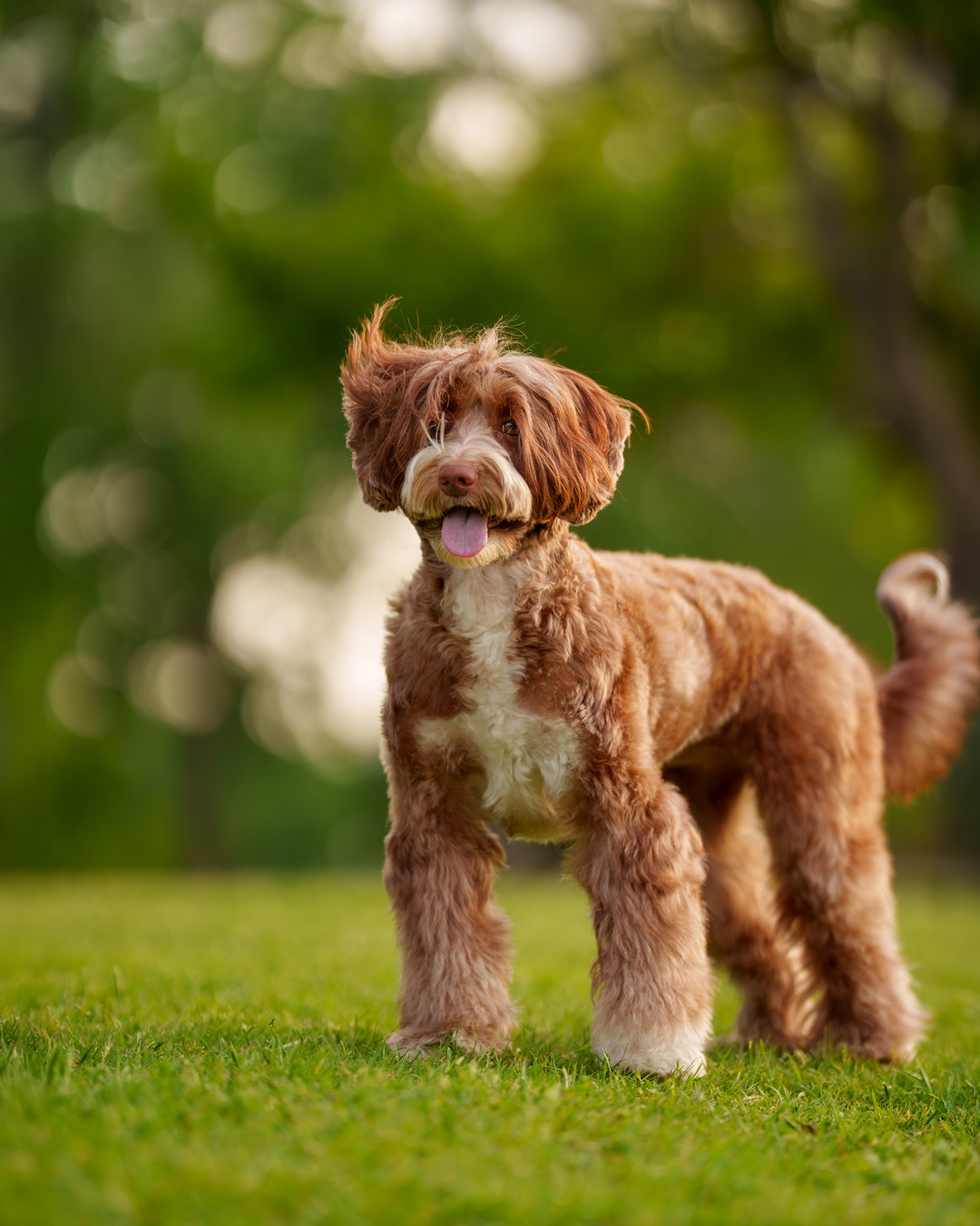 Dog, pet, photography, Dallas, North Dallas, Frisco, Plano, Allen, Richardson, Mckinney