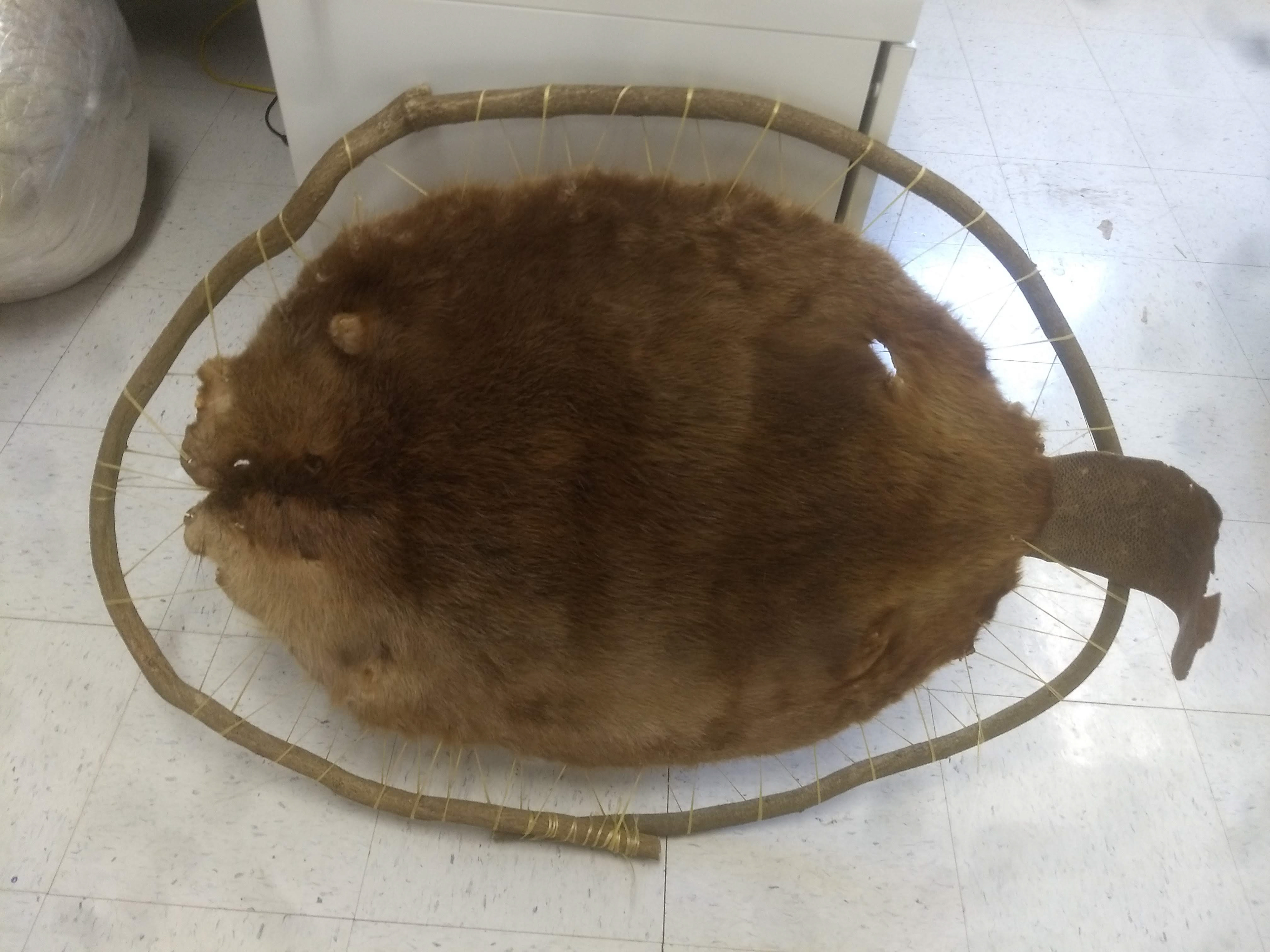 Framed & stretched animal hides