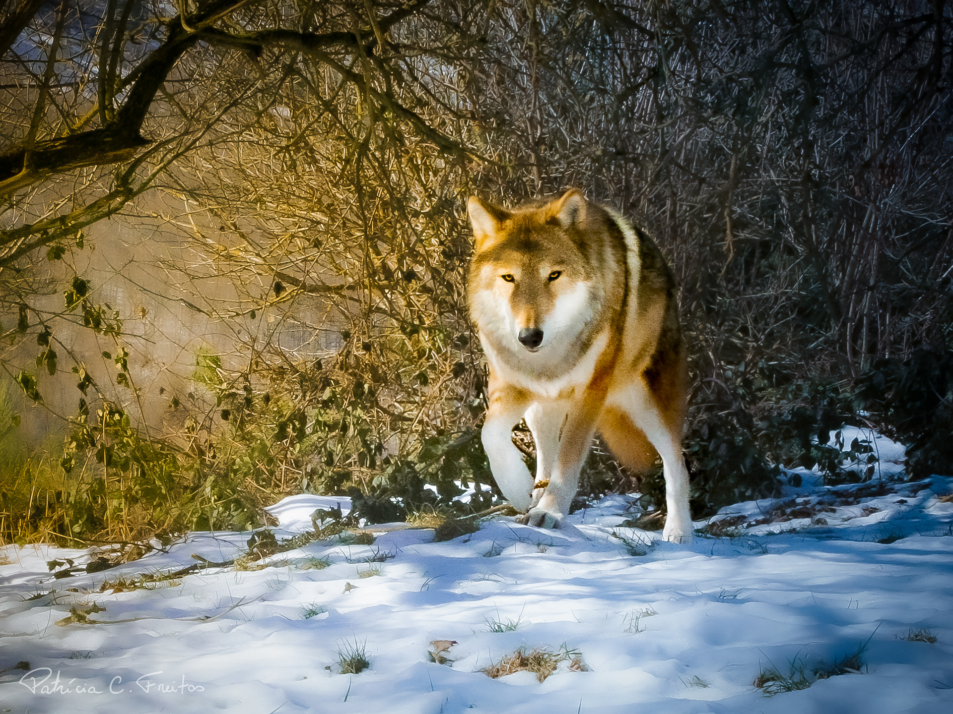 Olhar lupino - Parque Les Loups du Gevaudan, França - 2015