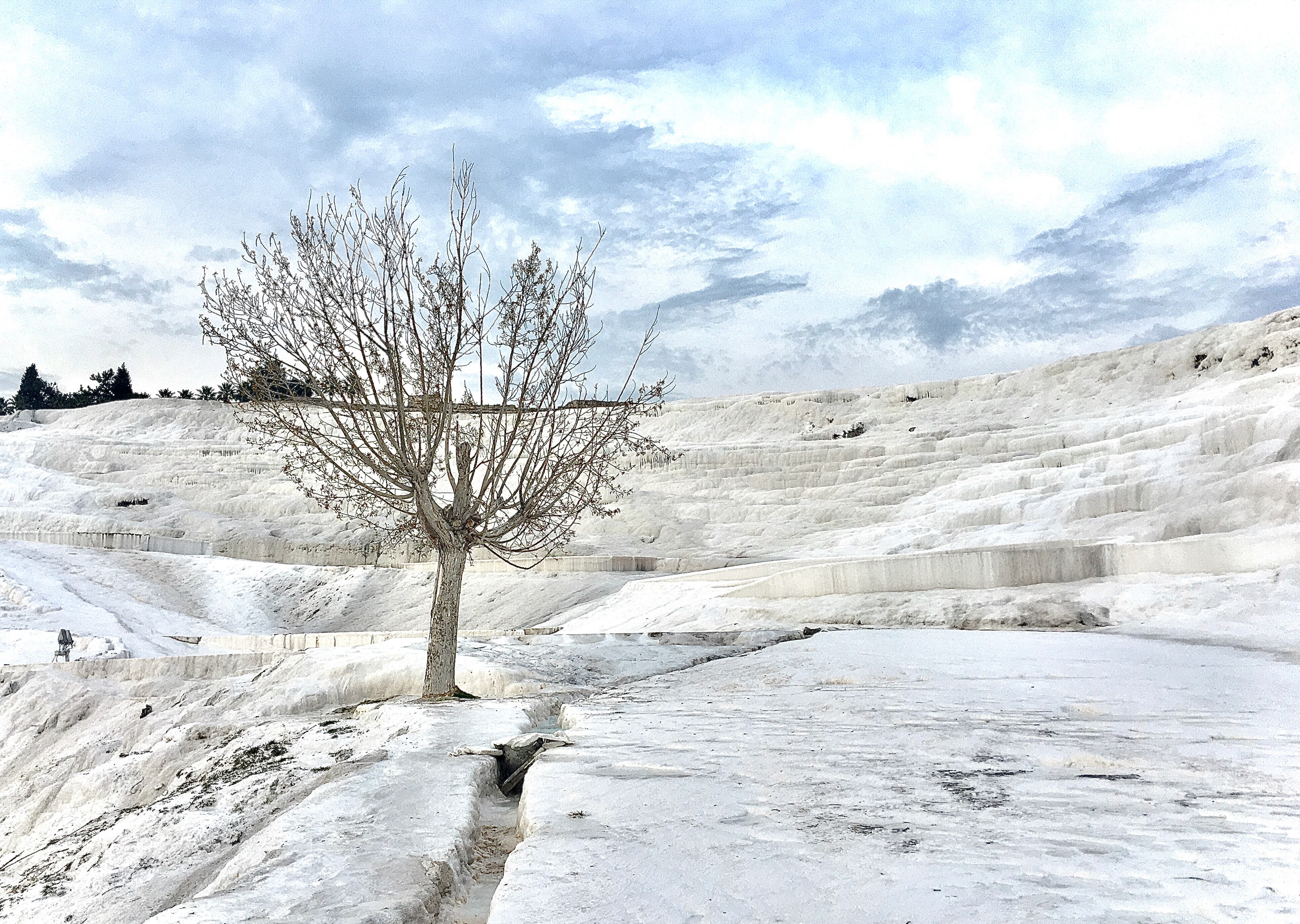 Árvore solitária em Pamukkale - Turquia - 2019