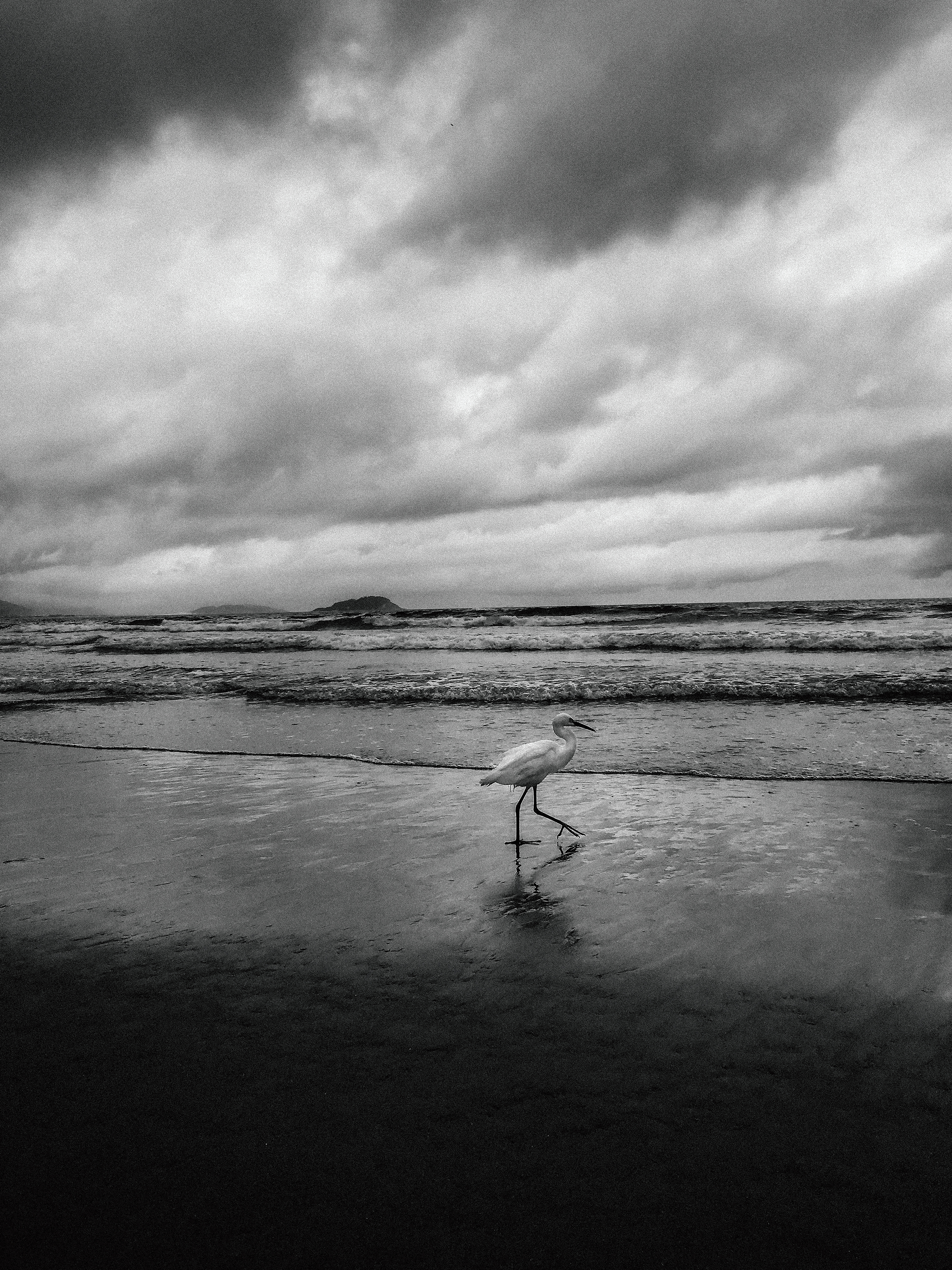 Garça branca - Florianópolis, Brasil - 2020
