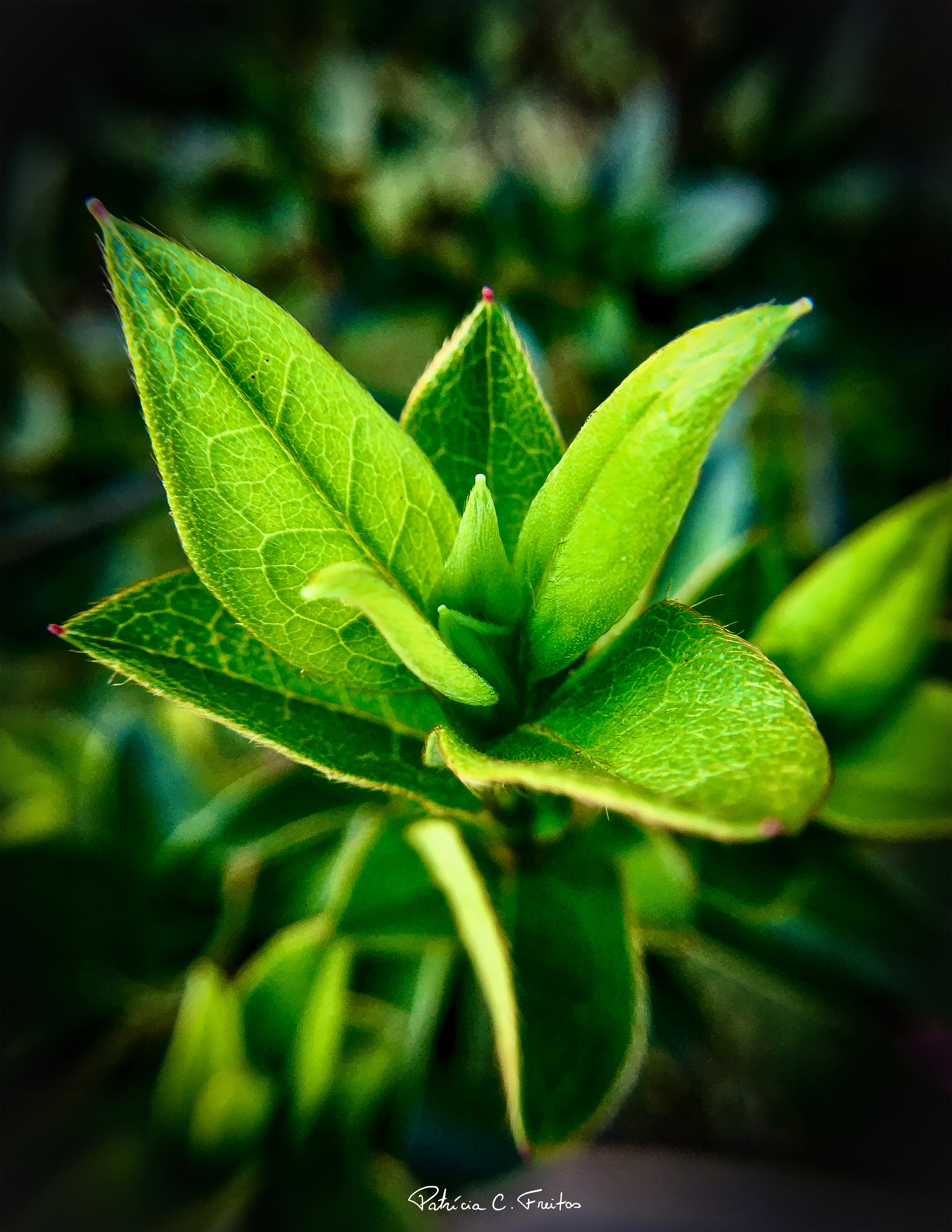 Ramo com folhas verdes - Nova Lima, Brasil - 2020