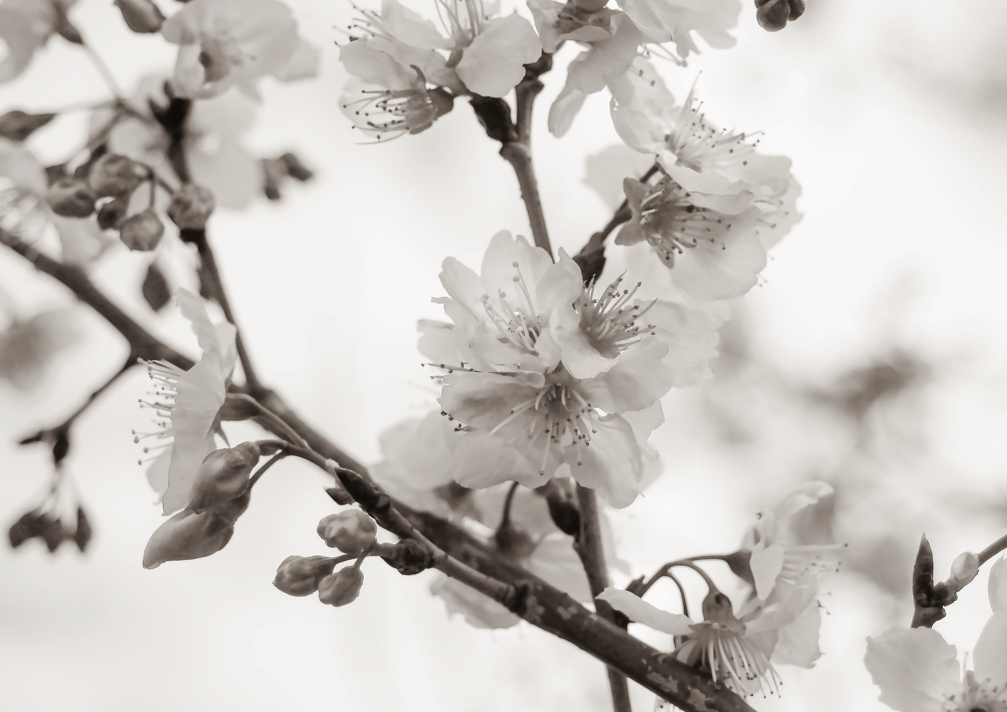 Sakuras - Campos do Jordão, Brasil - 2012