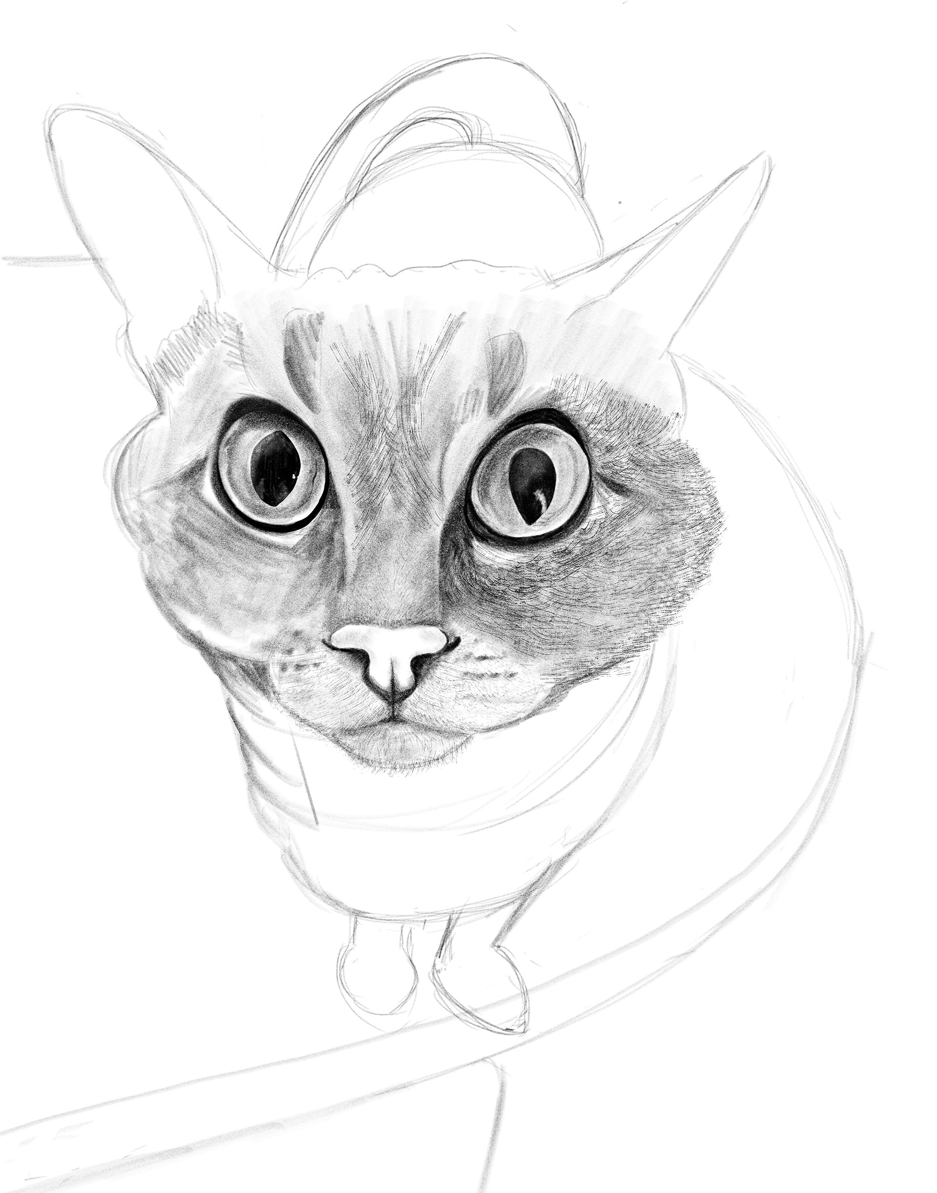 An evolving illustrative portrait of my cat, Harley