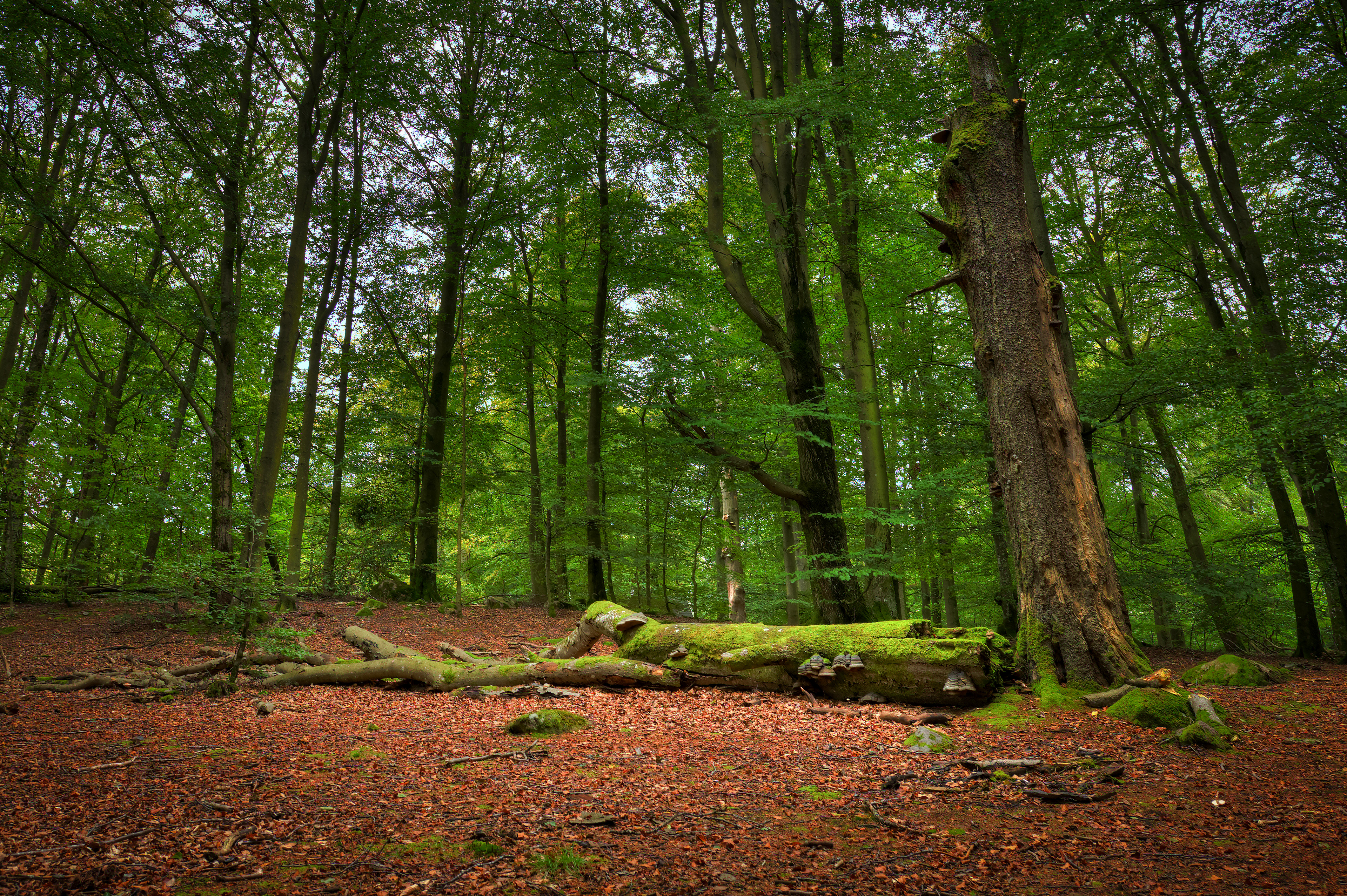 Söderåsens nationalpark