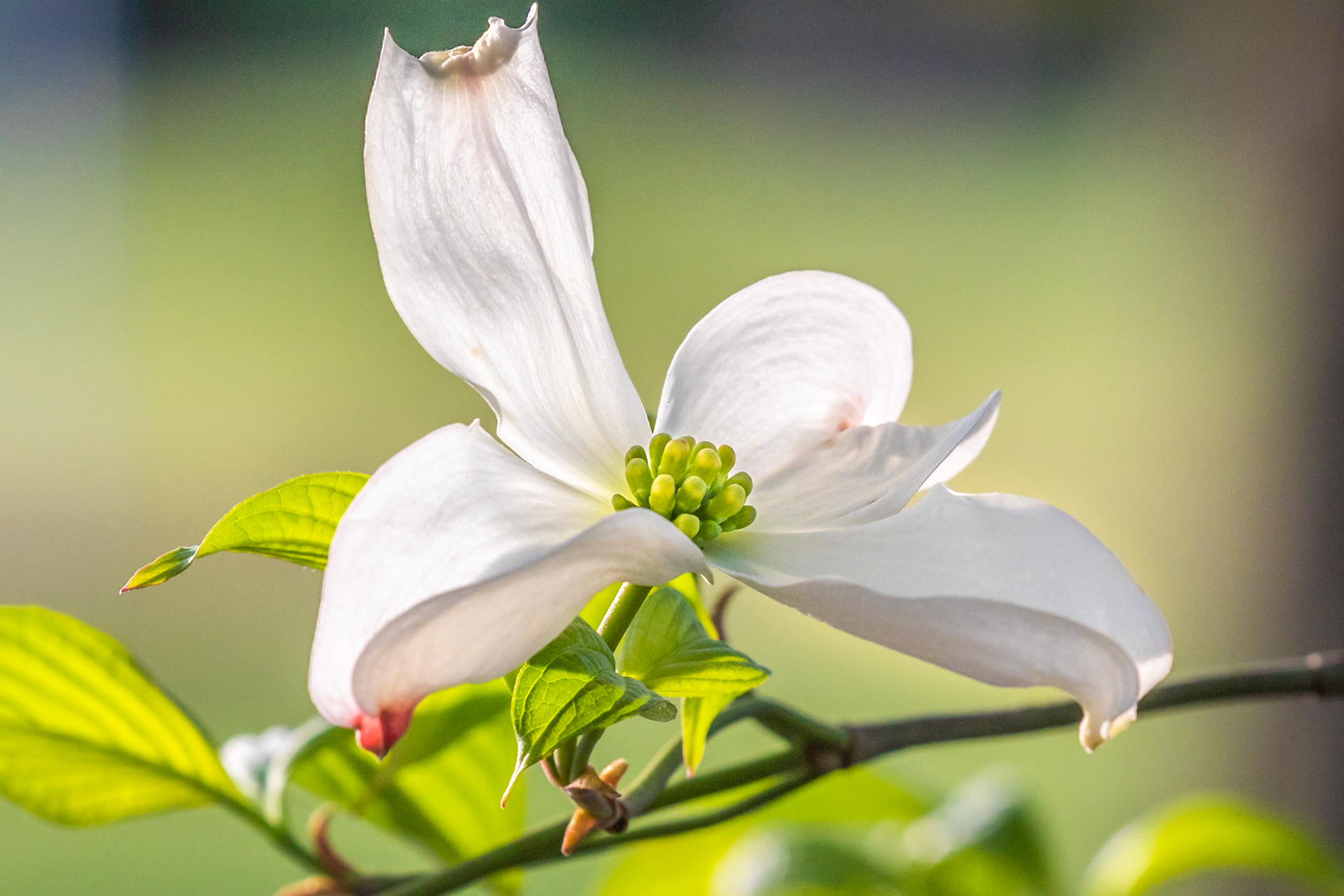 2019 RMOWP conf honorable mention in Flora category.