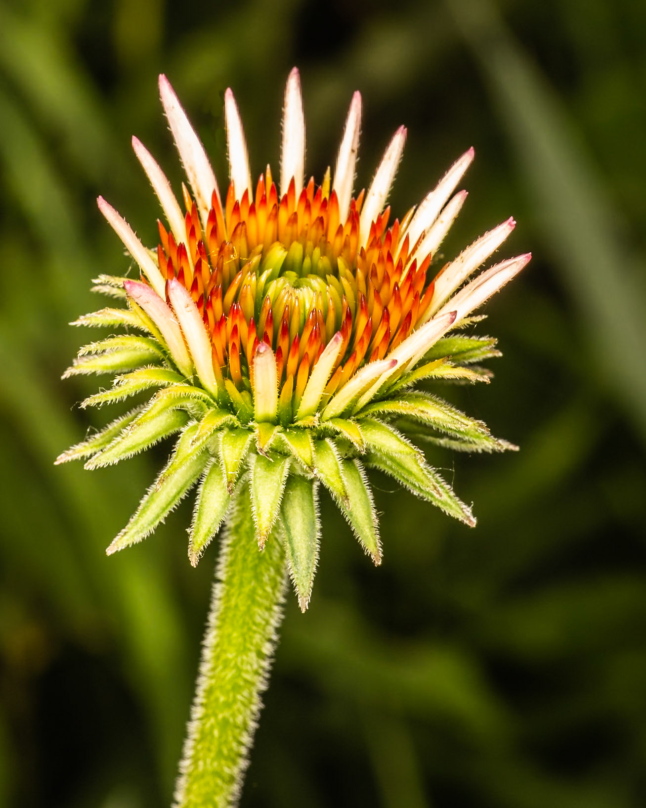2019 RMOWP conf 3rd place in Flora category.