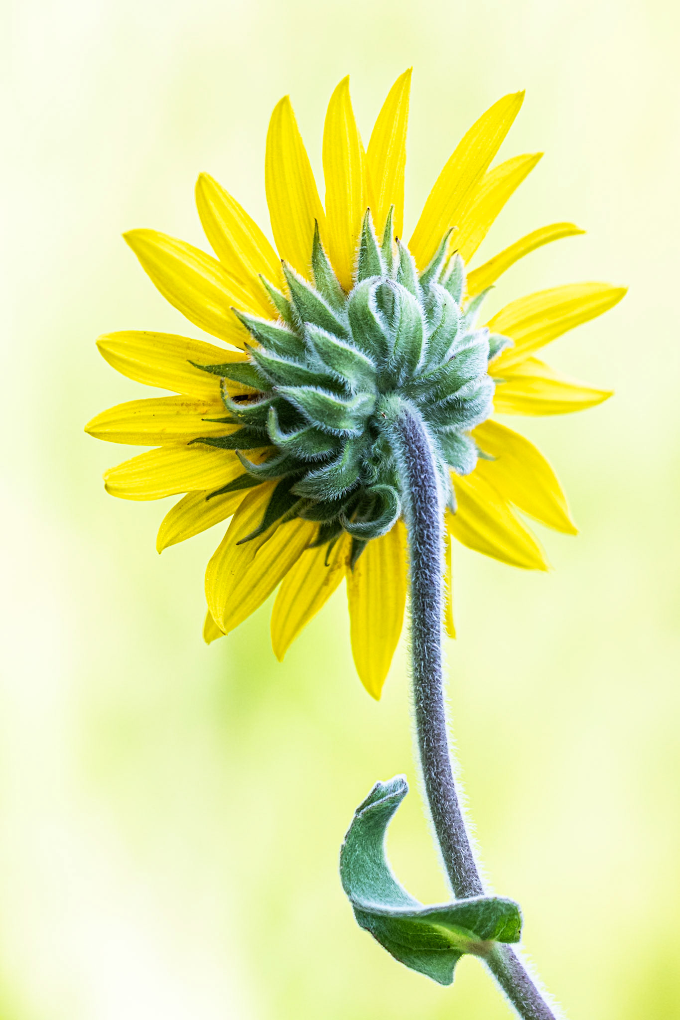 1st place RMOWP Flora photo contest