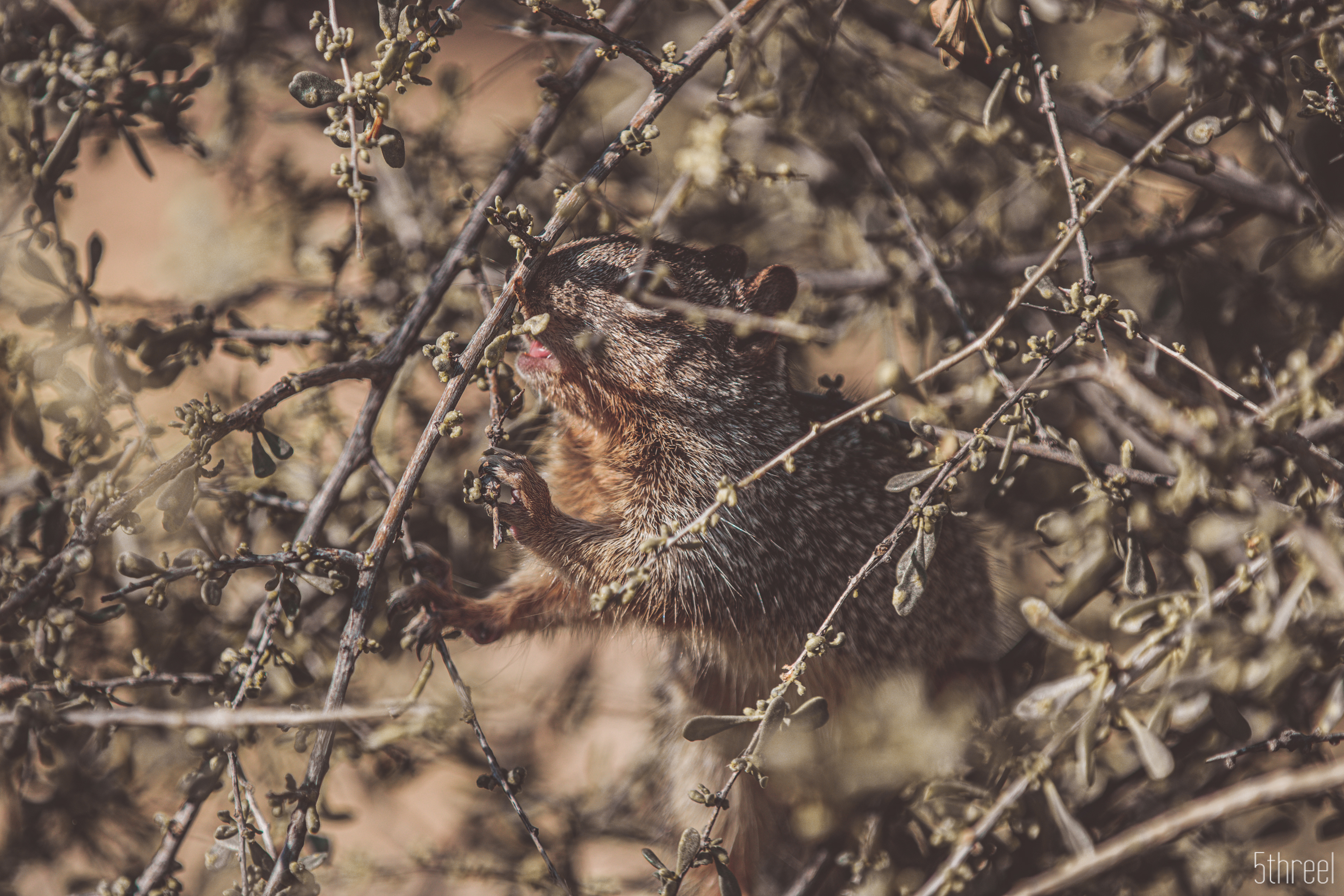 Riparian Nature Preserve Arizona - January 2023