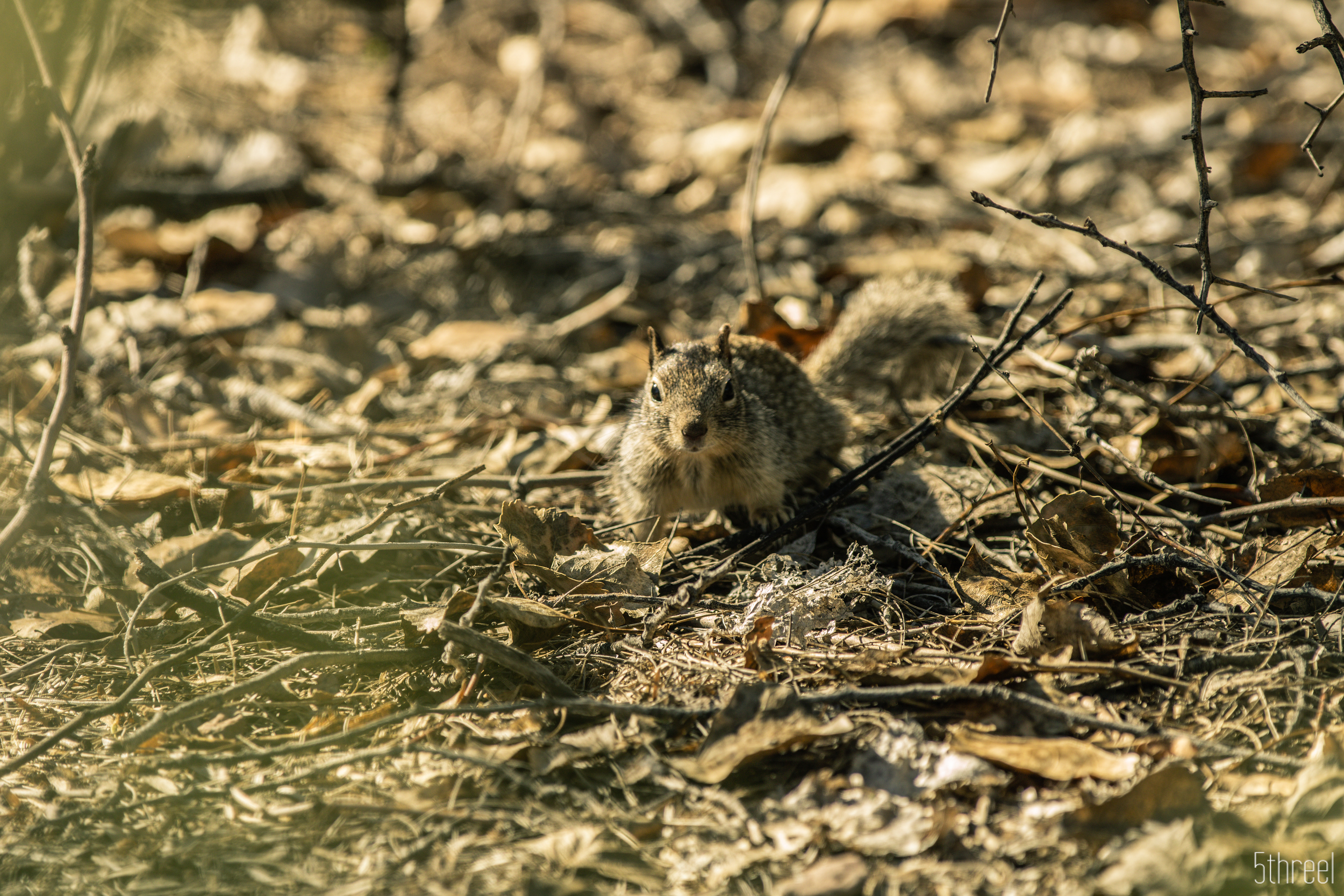Riparian Nature Preserve Arizona - January 2023