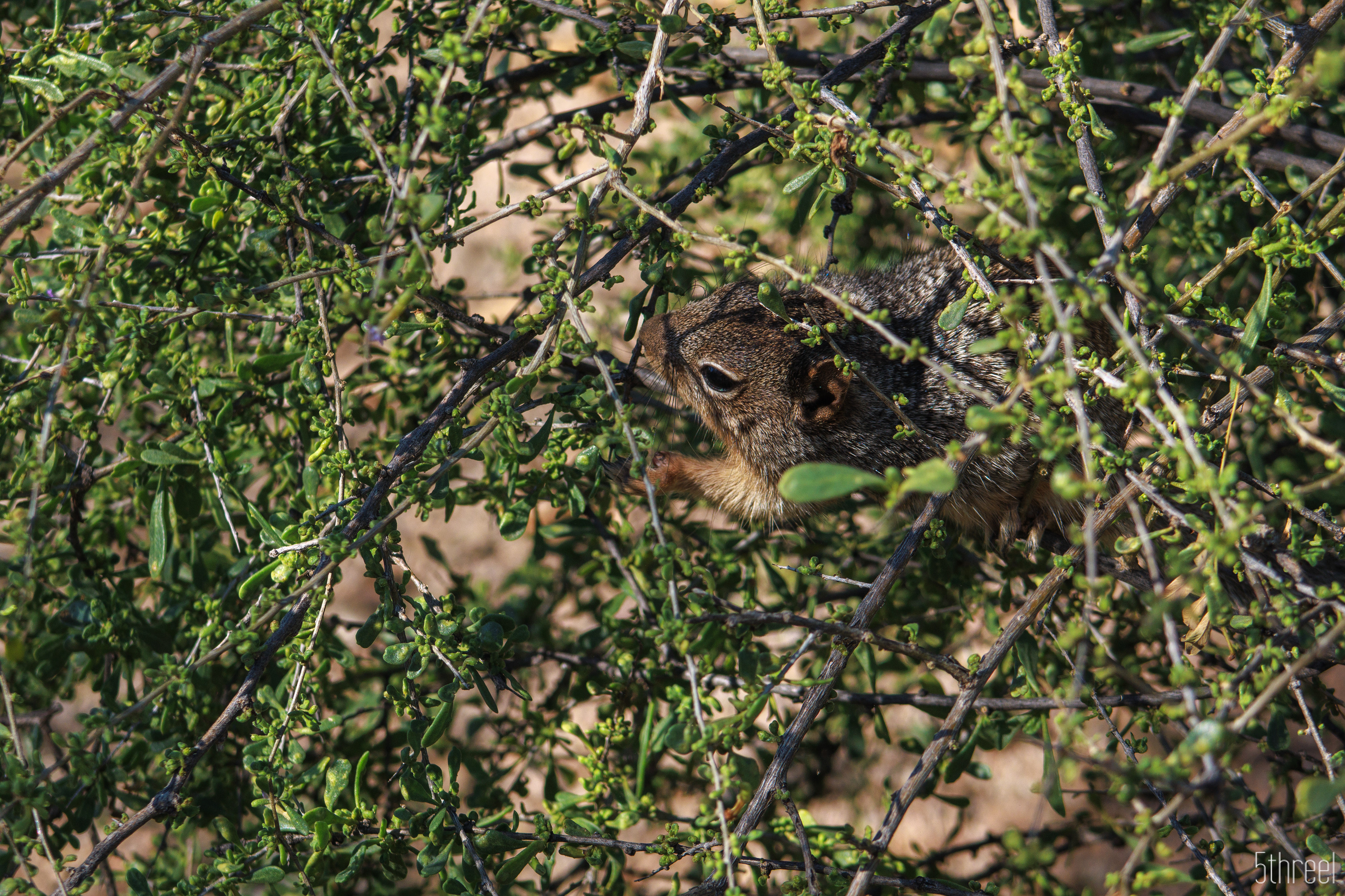 Riparian Nature Preserve Arizona - January 2023