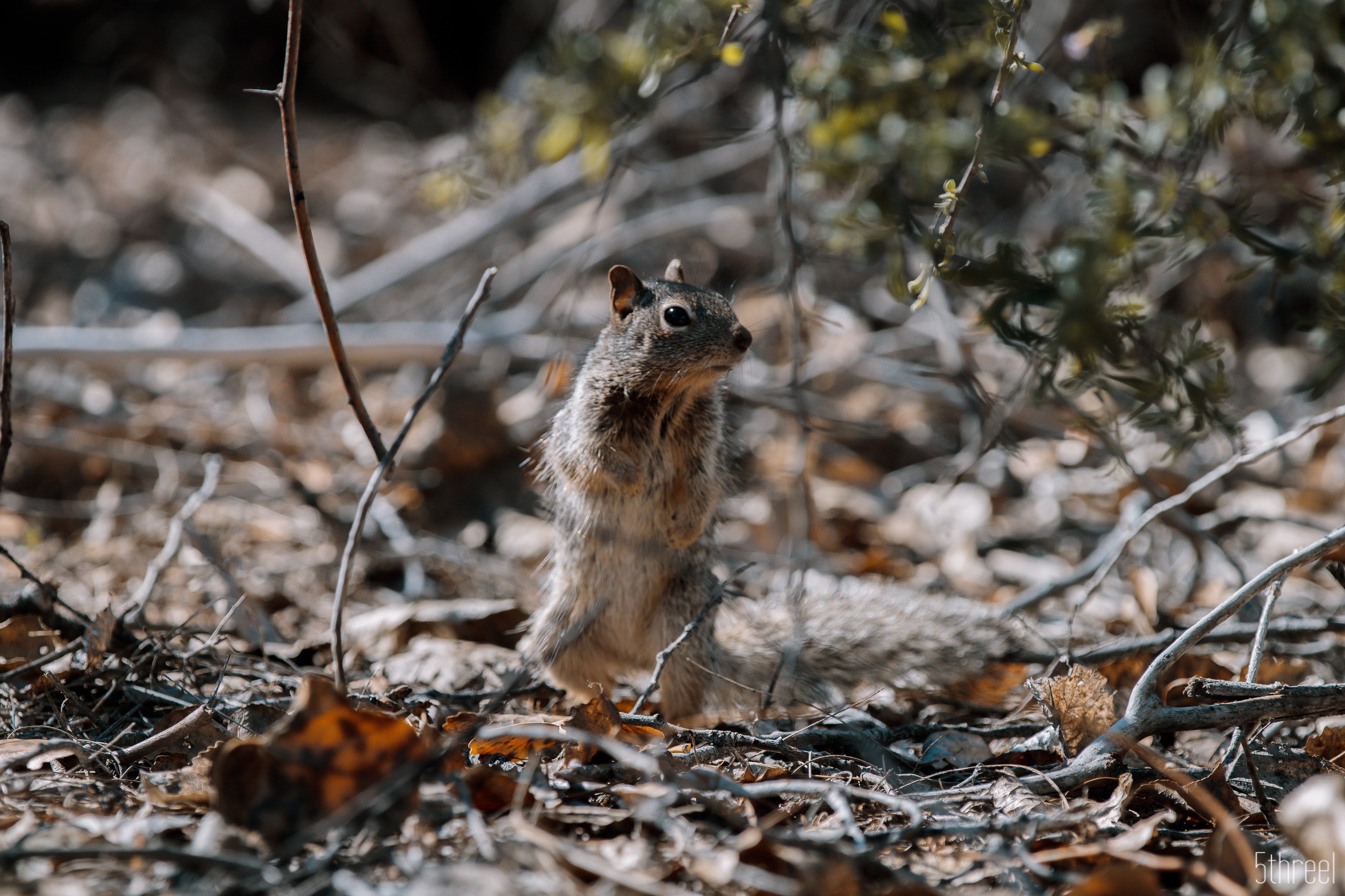 Riparian Nature Preserve Arizona - January 2023