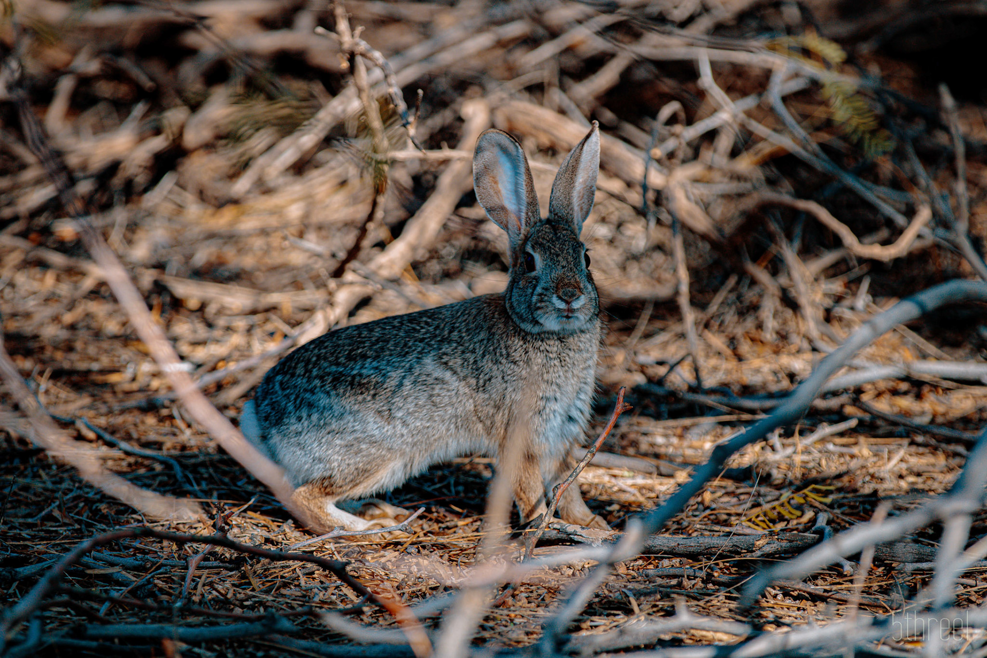 Riparian Nature Preserve Arizona - December 2022