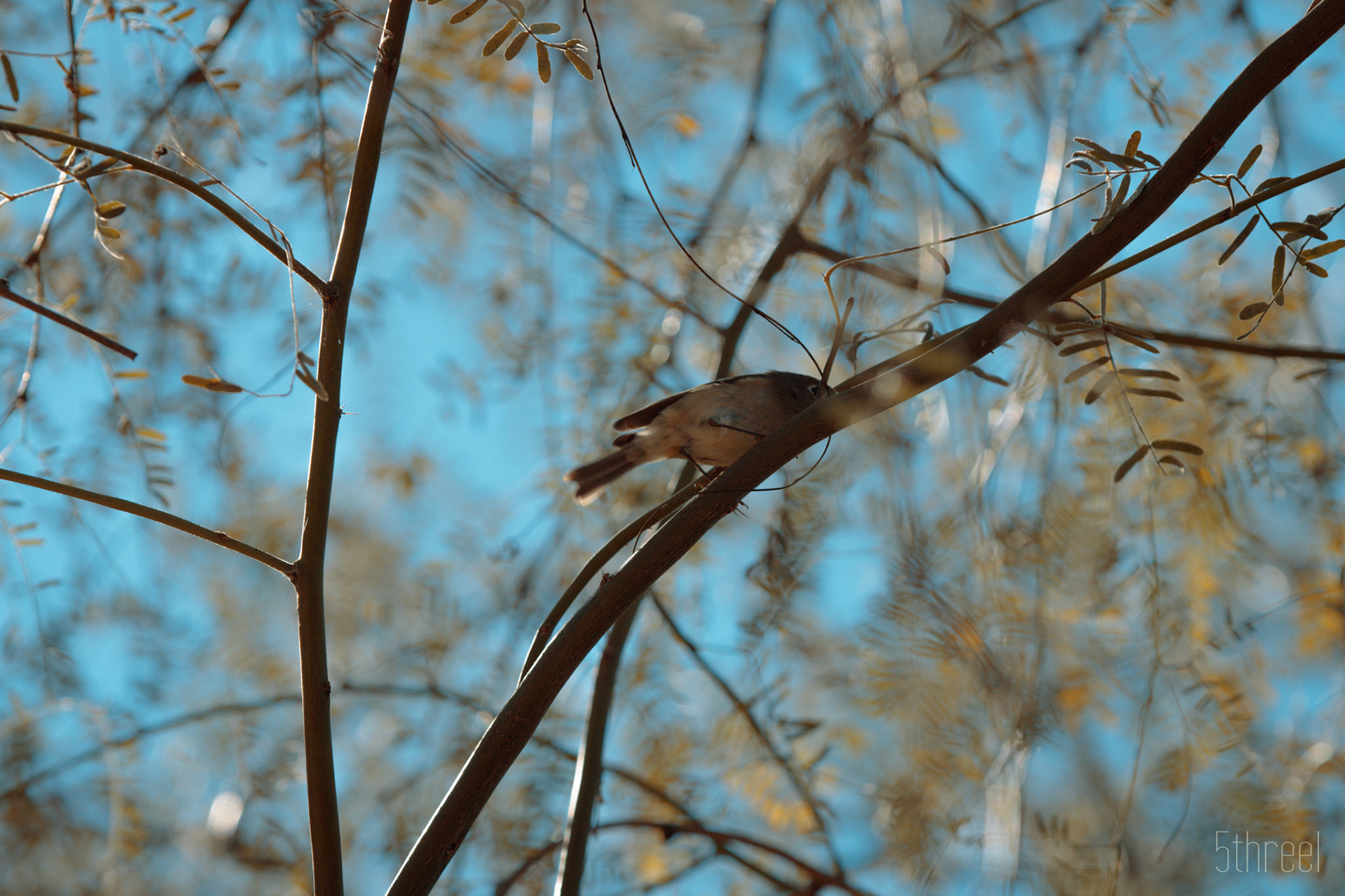 Riparian Nature Preserve Arizona - December 2022