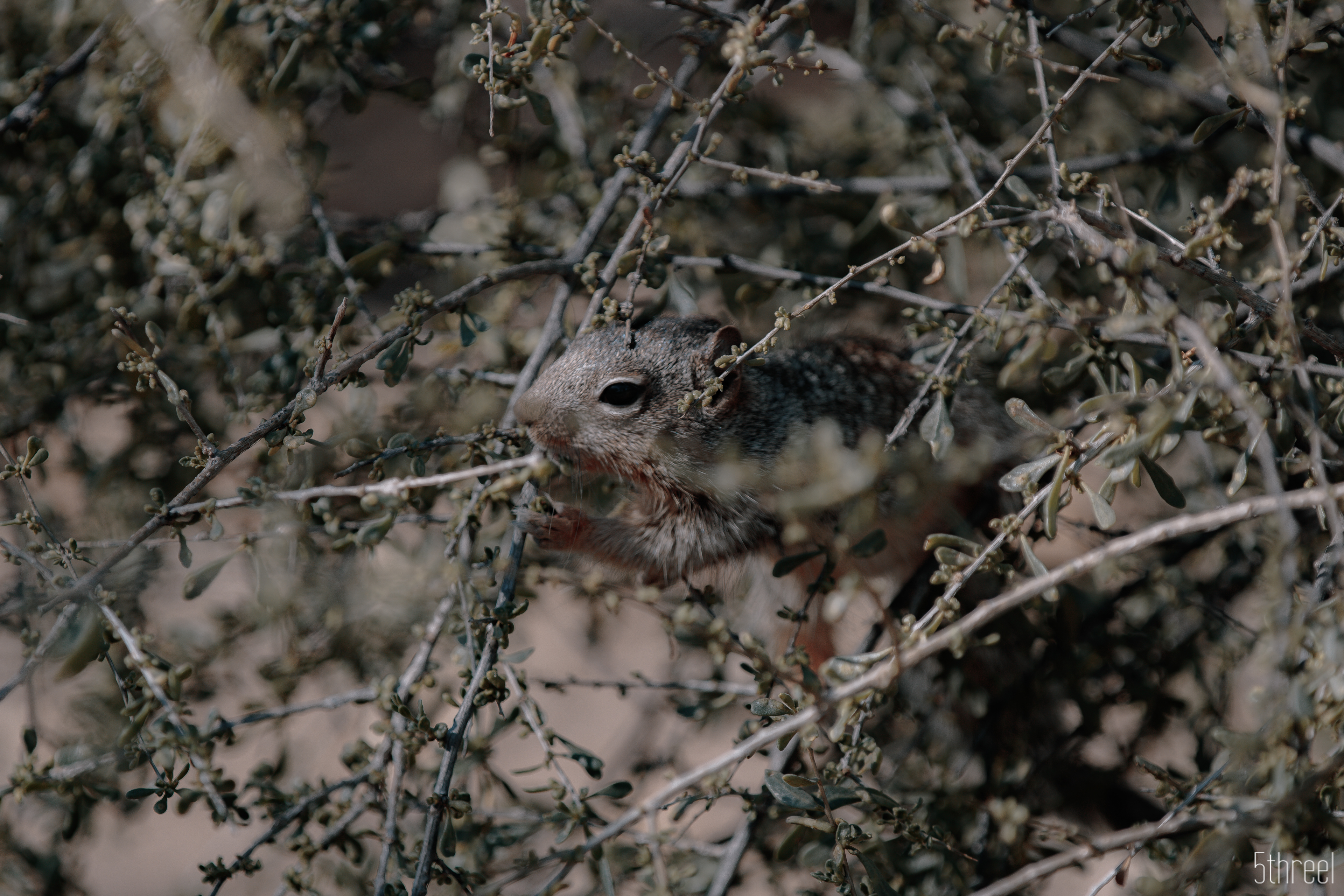 Riparian Nature Preserve Arizona - January 2023
