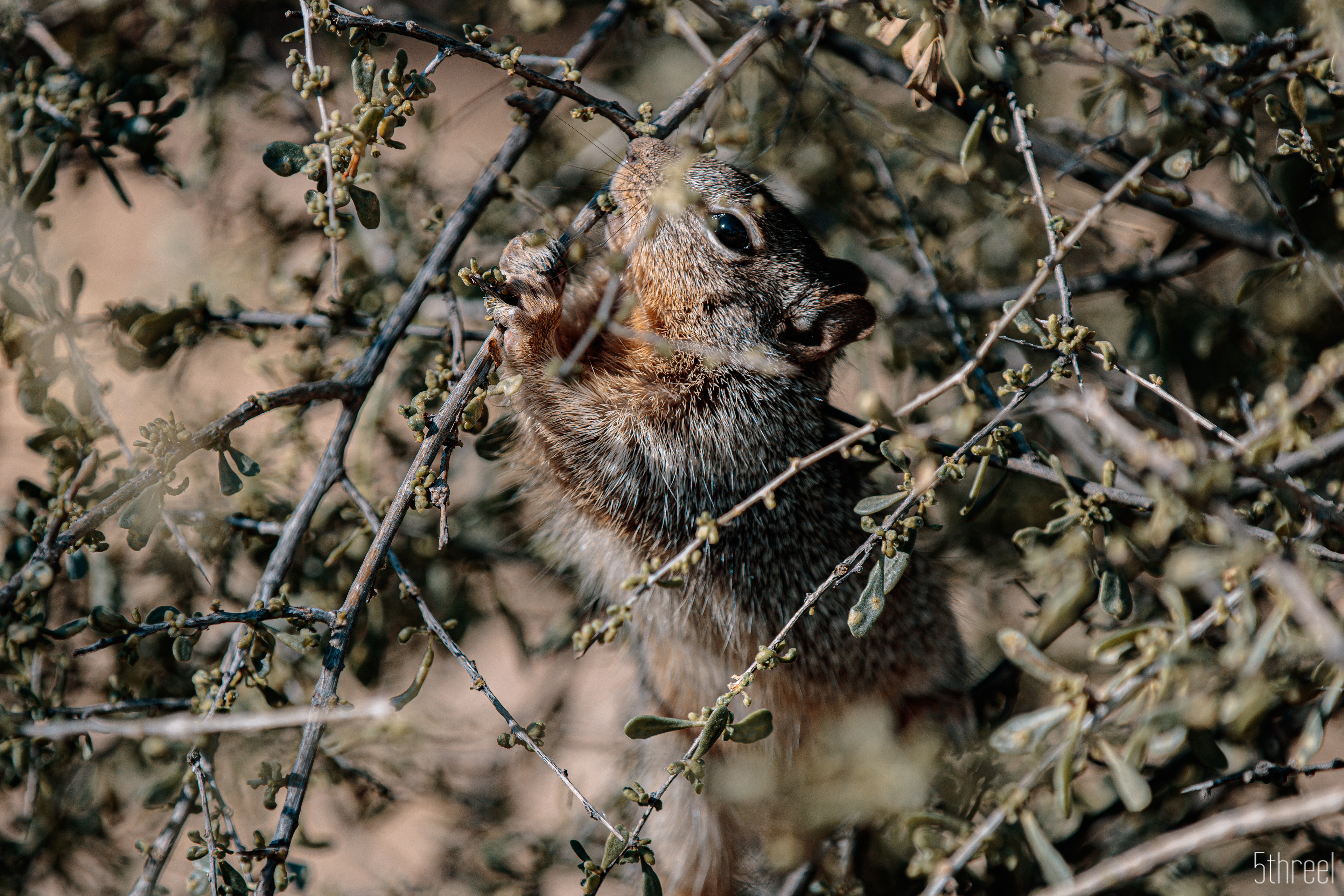 Riparian Nature Preserve Arizona - January 2023