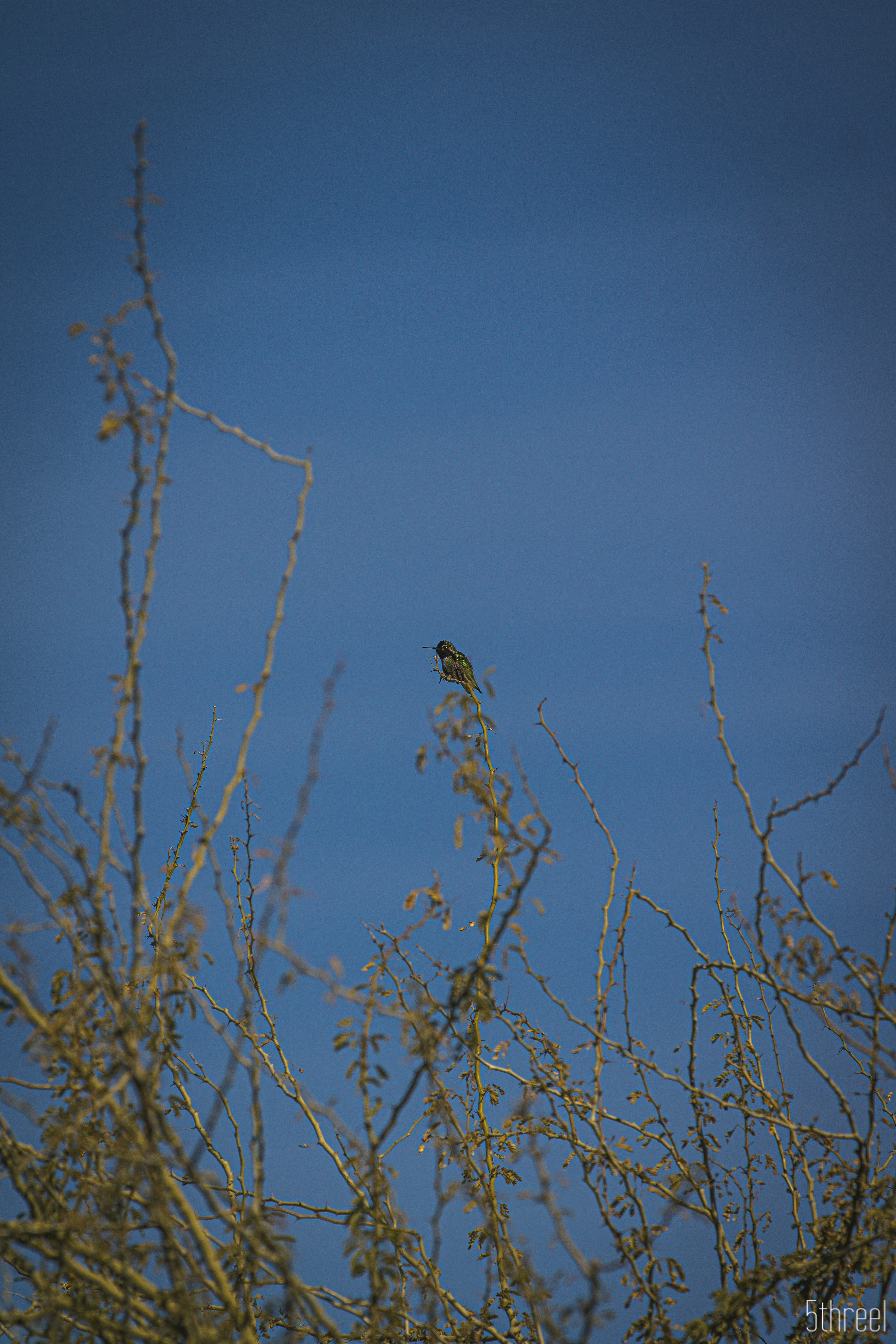Riparian Nature Preserve Arizona - January 2023