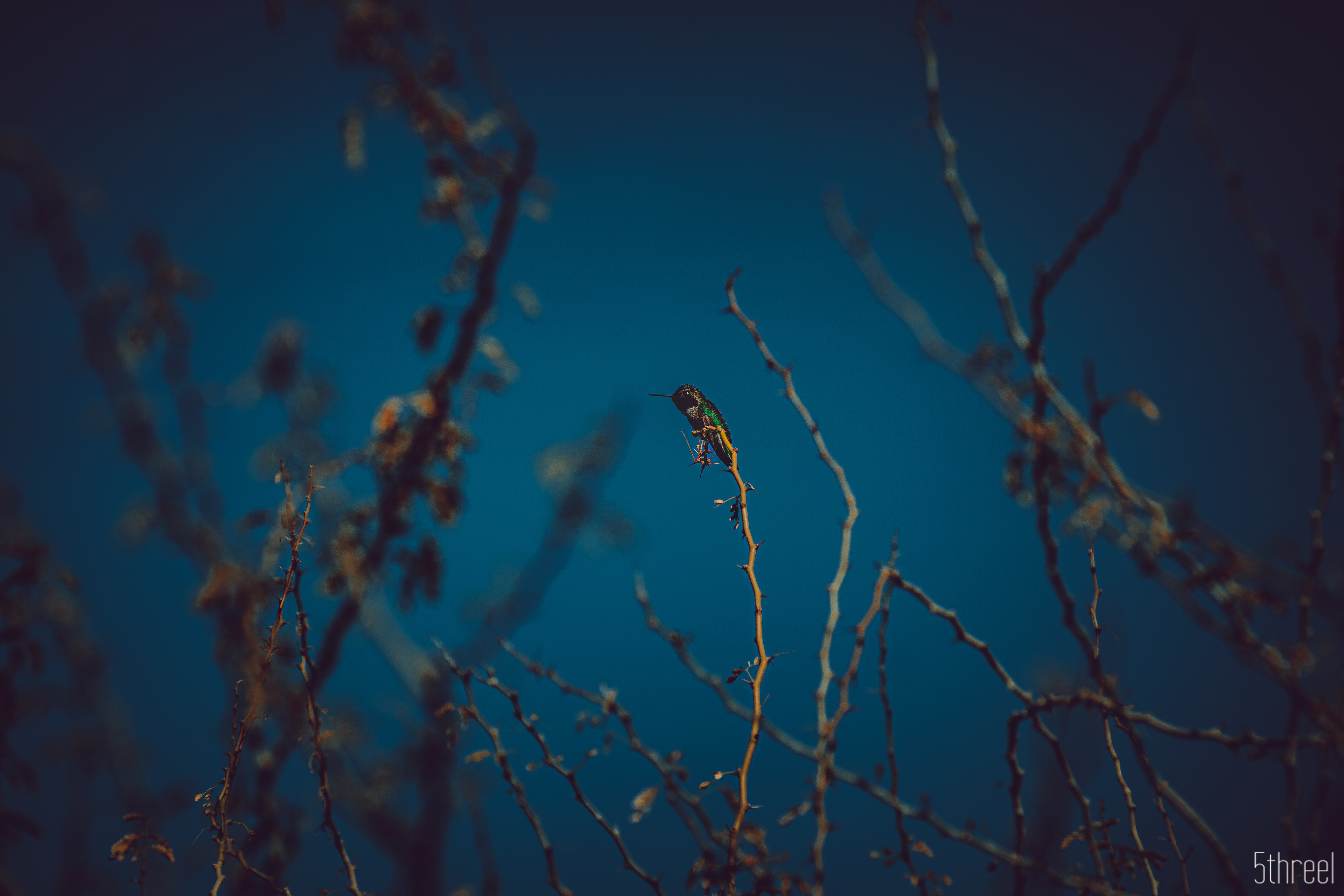 Riparian Nature Preserve Arizona - January 2023
