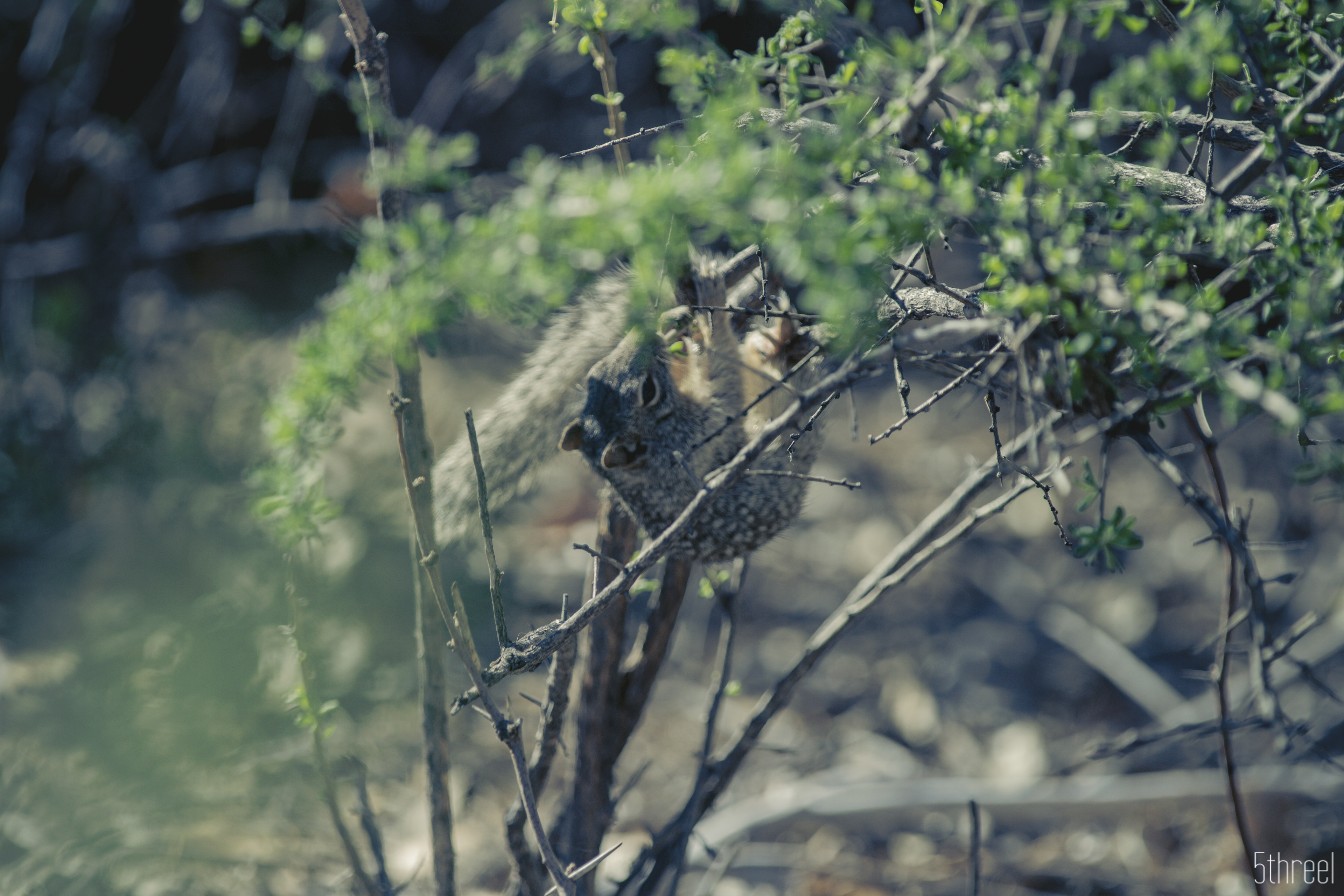 Riparian Nature Preserve Arizona - January 2023