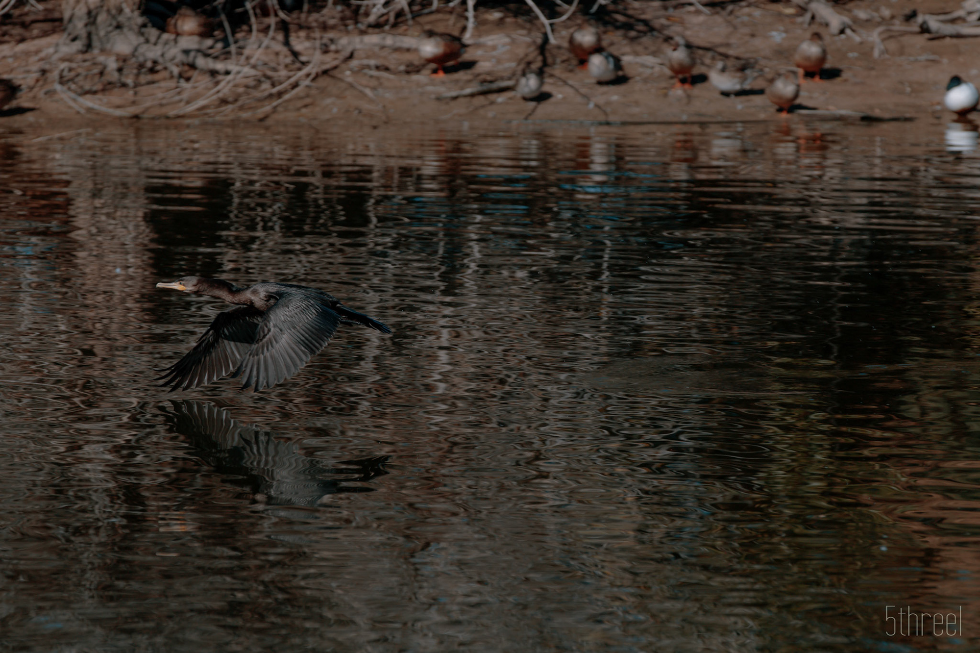 Riparian Nature Preserve Arizona - December 2022