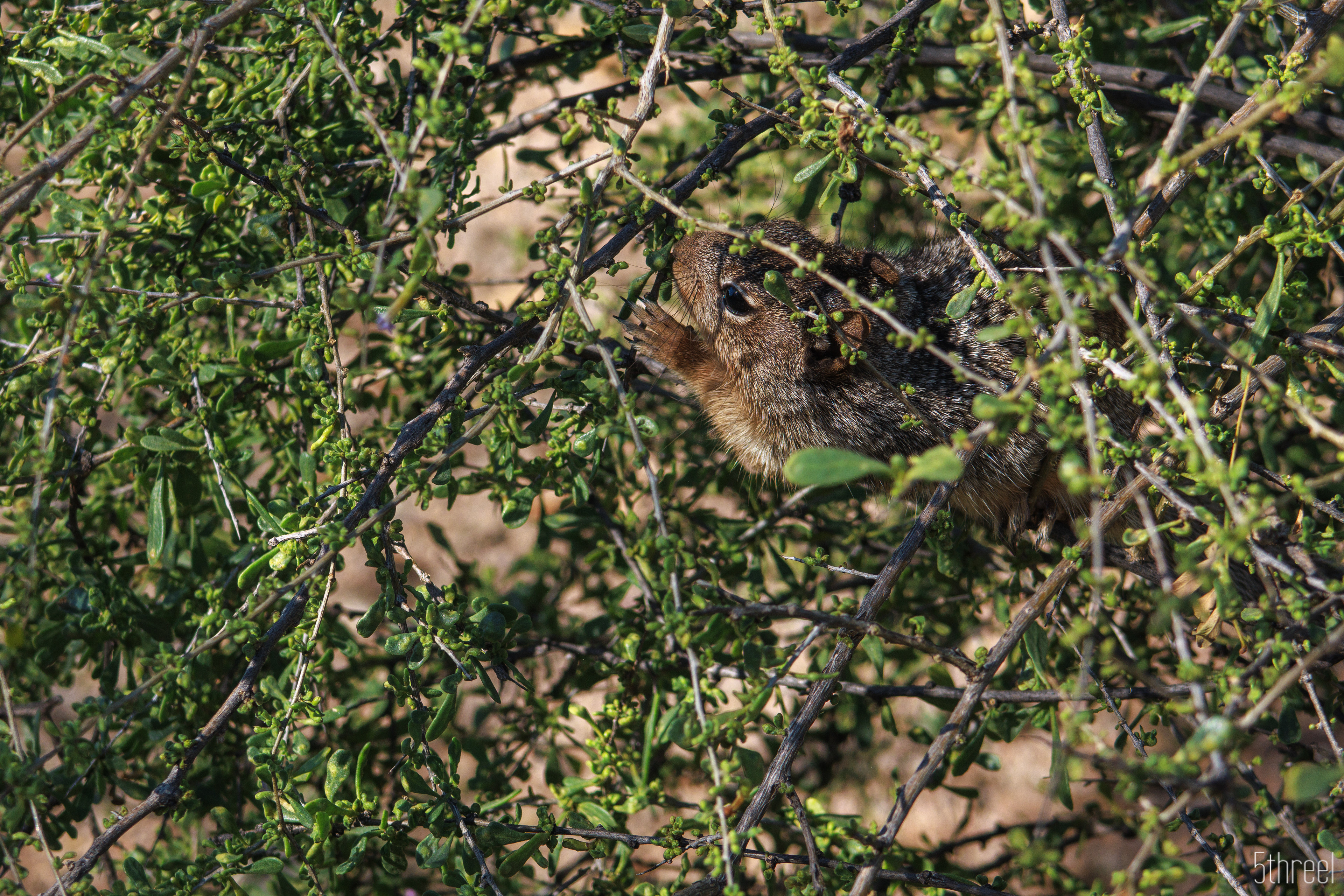 Riparian Nature Preserve Arizona - January 2023