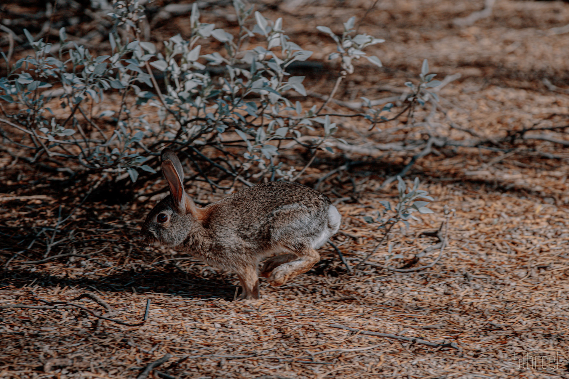 Riparian Nature Preserve Arizona - December 2022